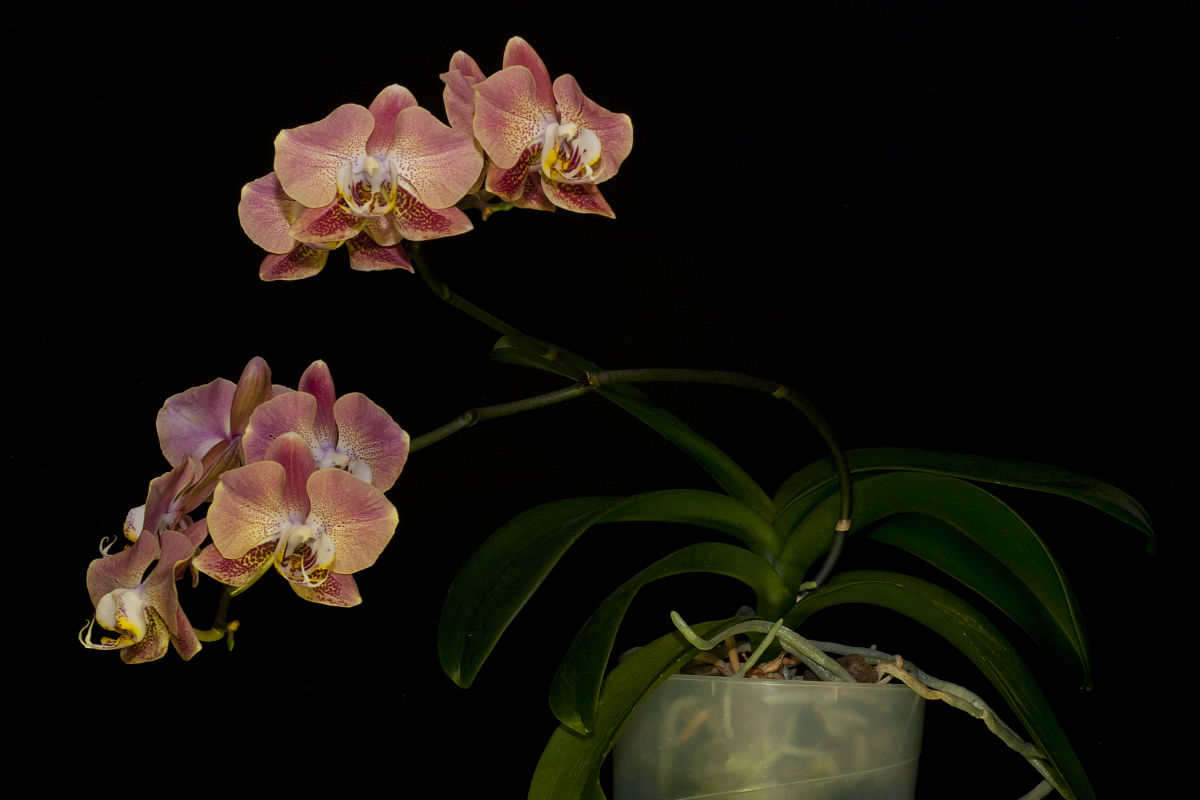 兰花的花蝴蝶兰很好看
