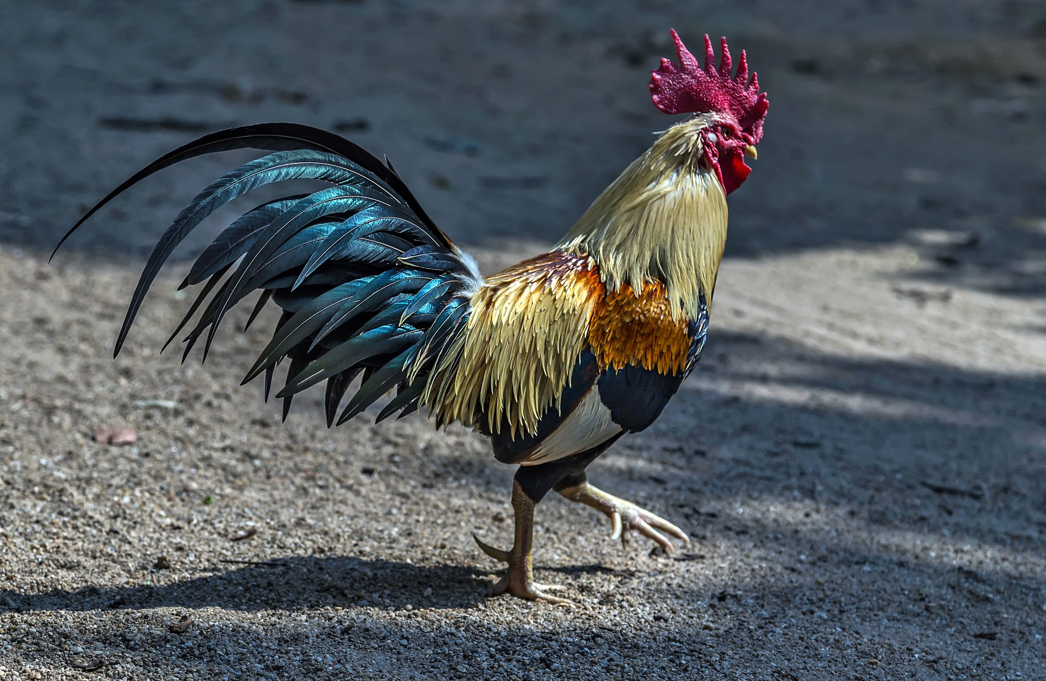 farm cock