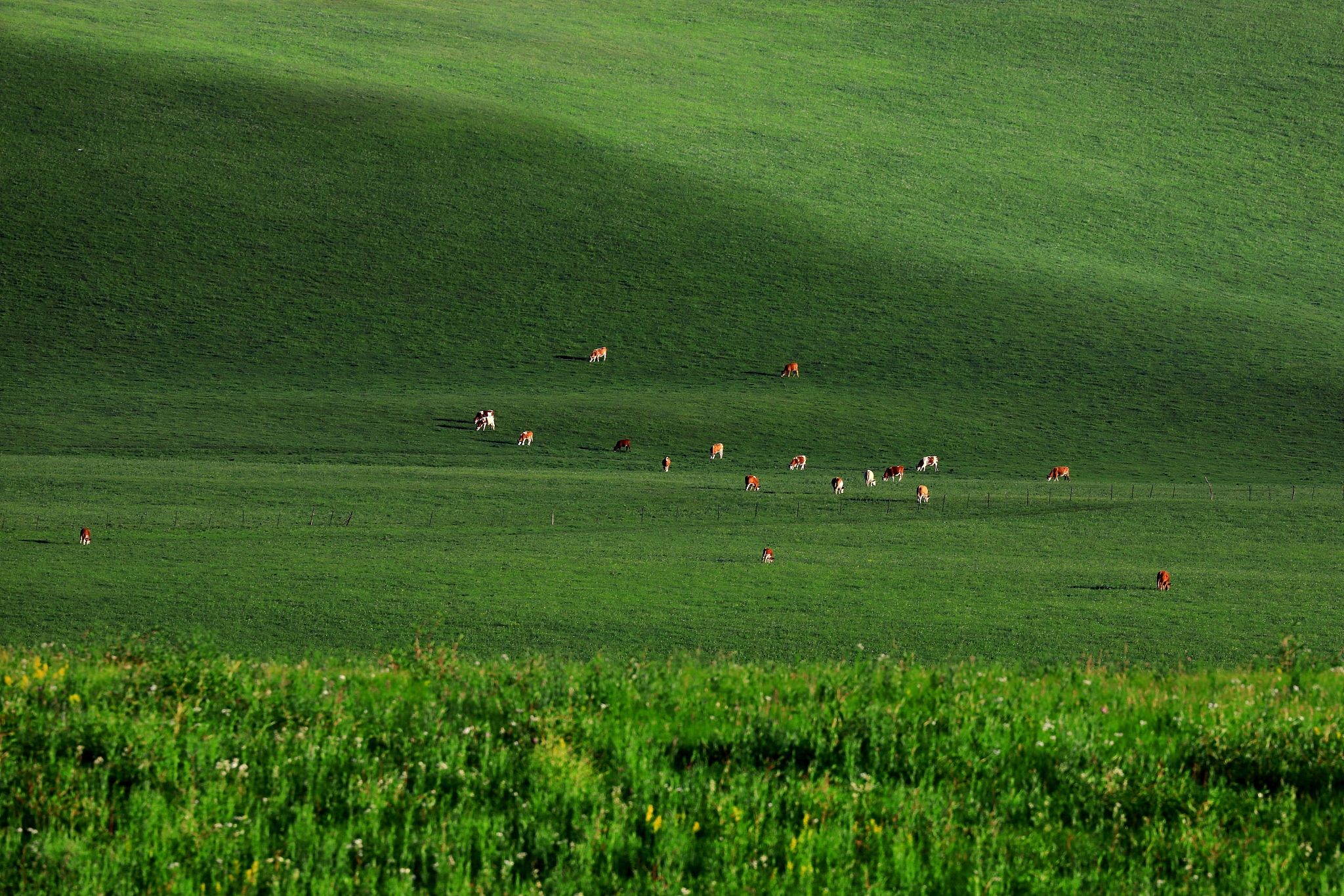 草原生态补贴用250字帮我详细描述