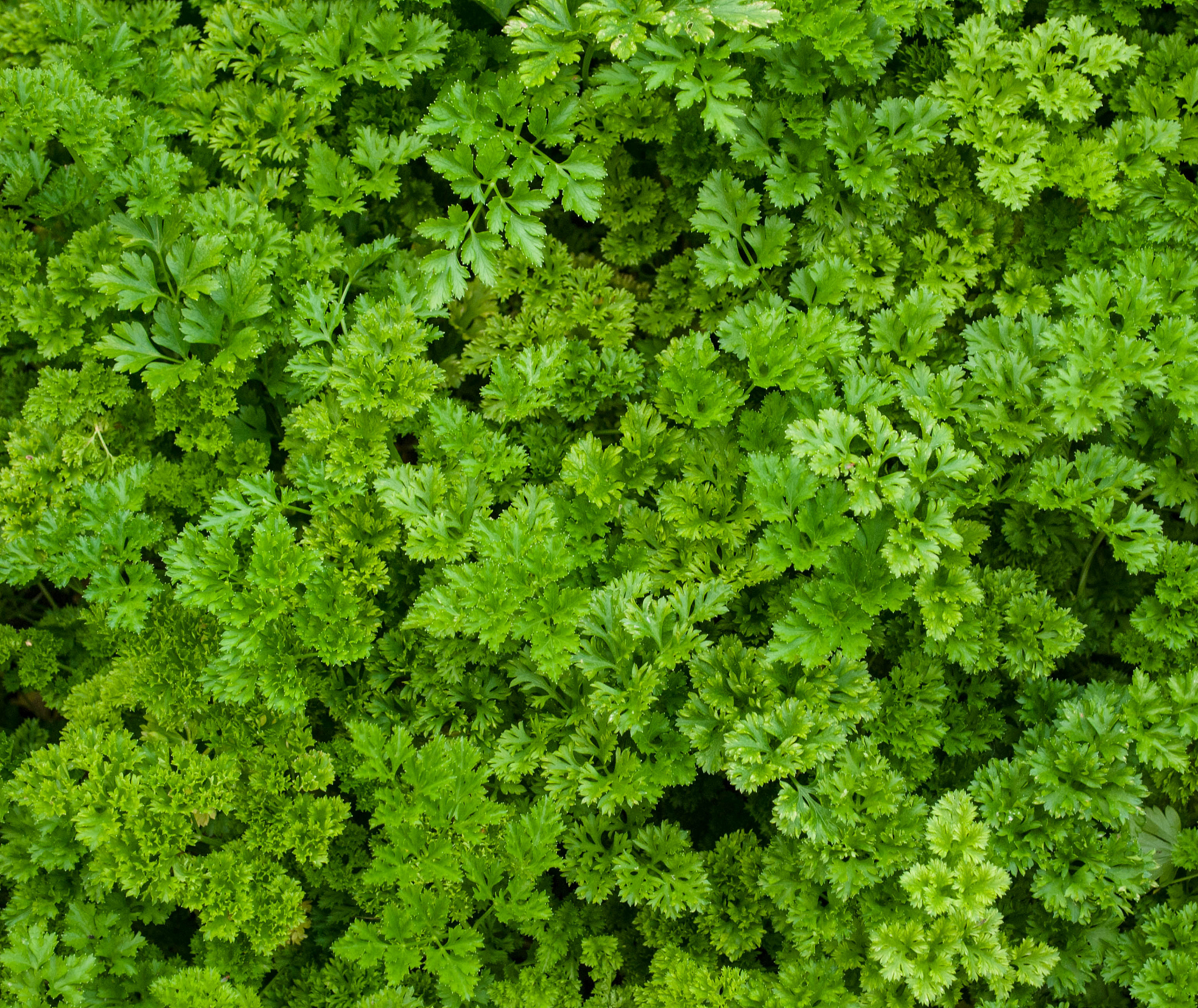 晋中职业技术学院园艺技术专业课程：植物学、园林设计等