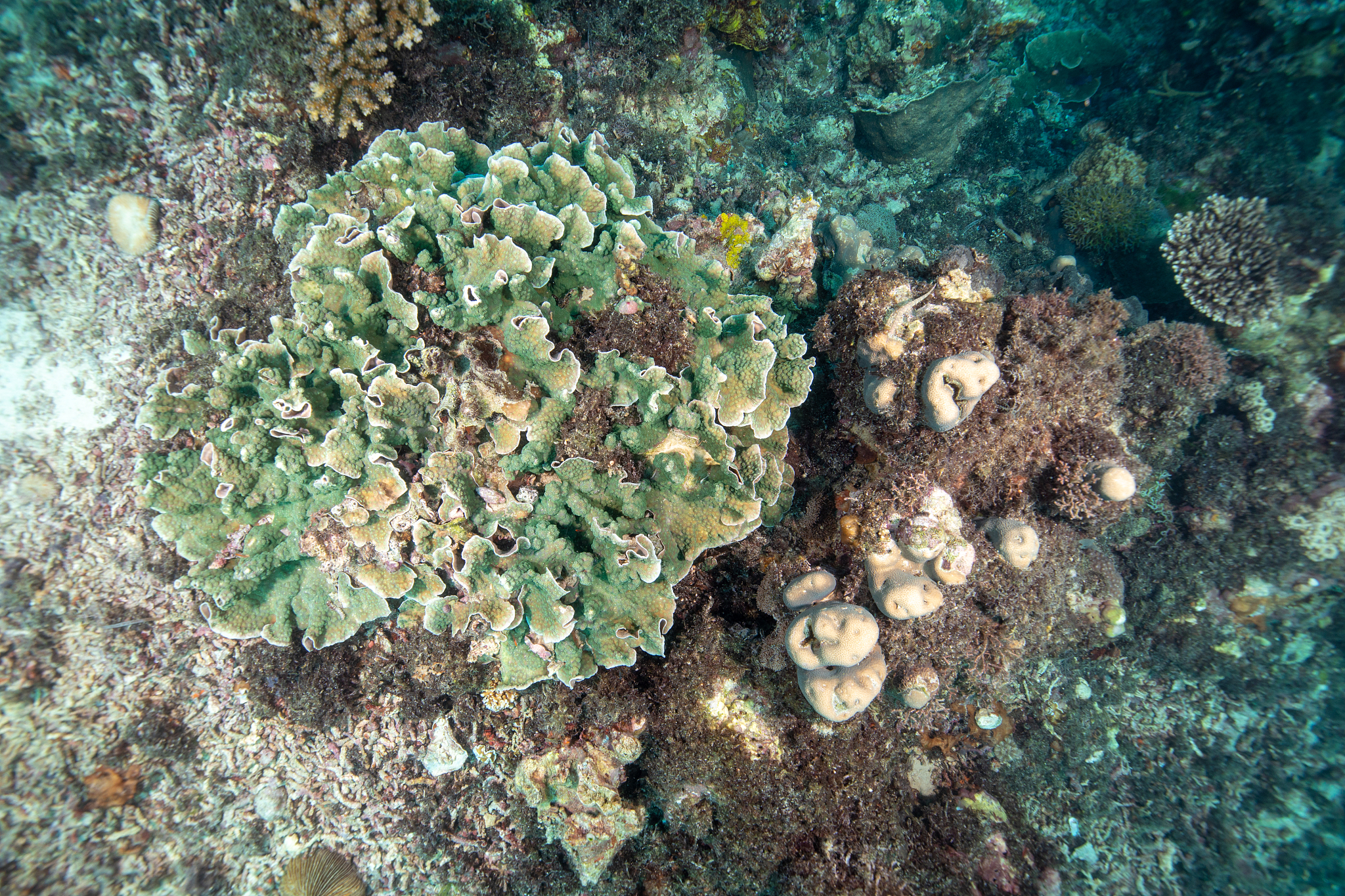 珊瑚移植设计：可持续环保与珊瑚礁保护