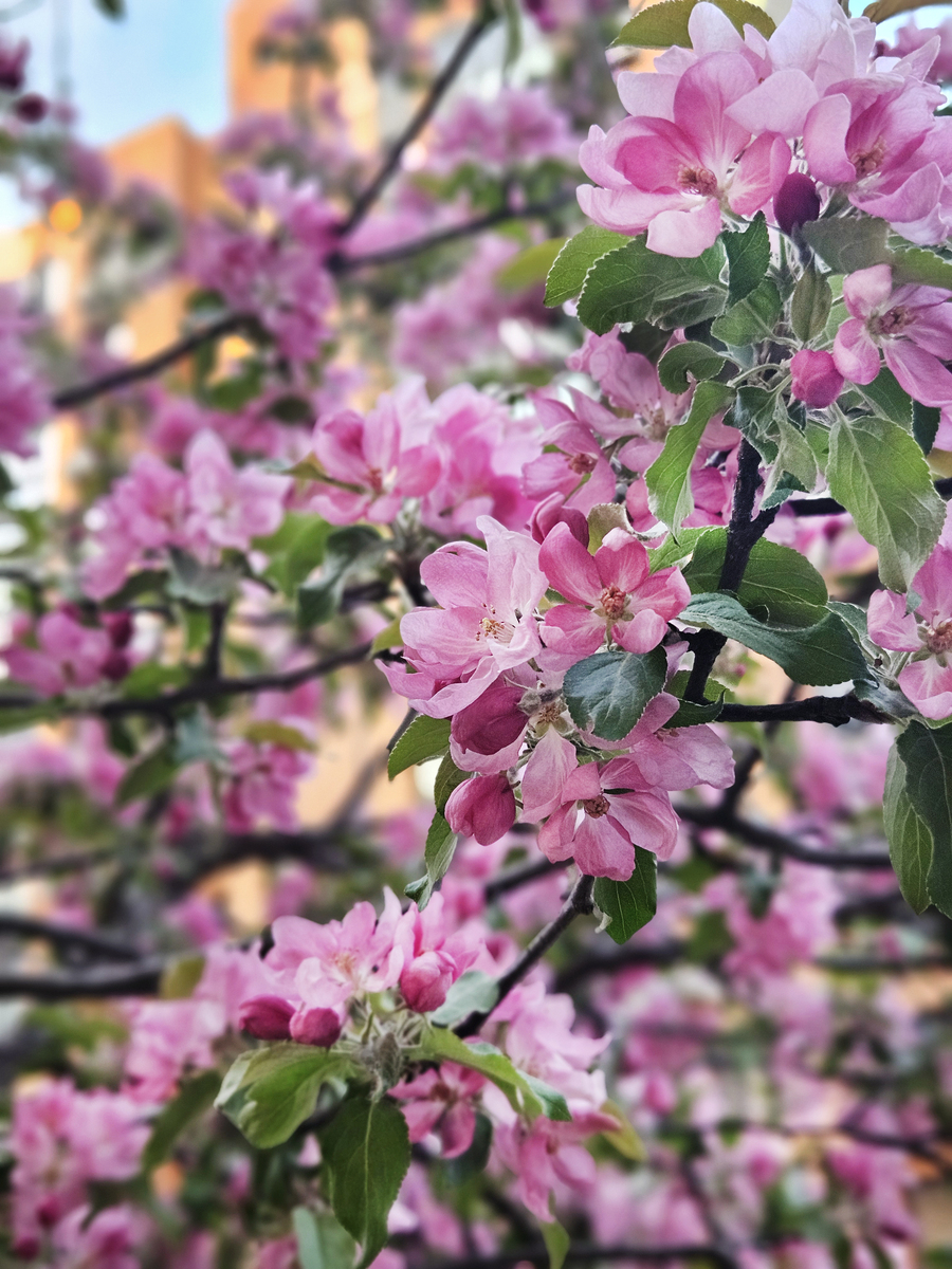 天津海棠花最佳观赏时间：3月底至4月初