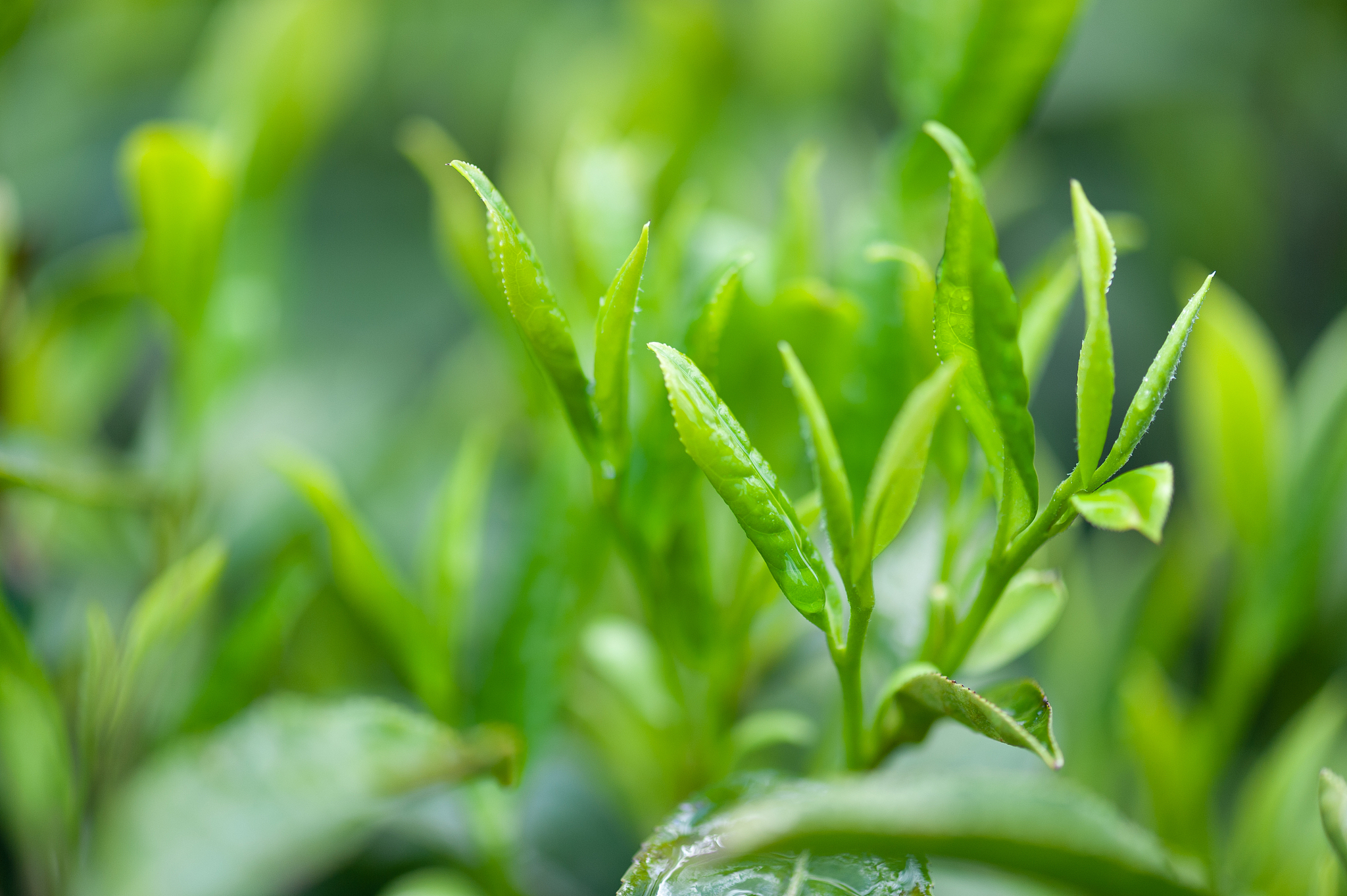 信阳毛尖：5000字论文深度解析