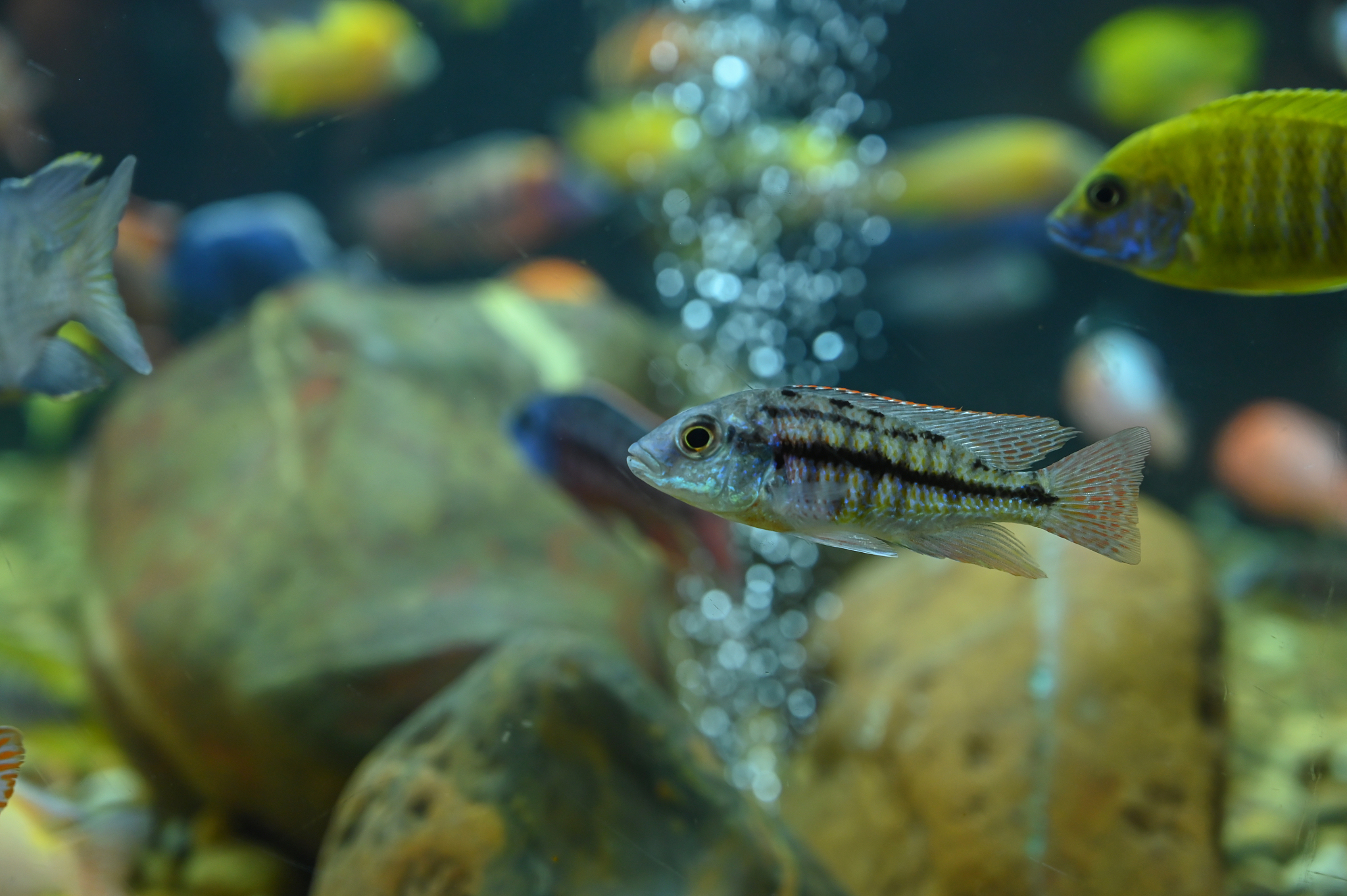 雷龙和黄耳龟能混养吗回答+拓展