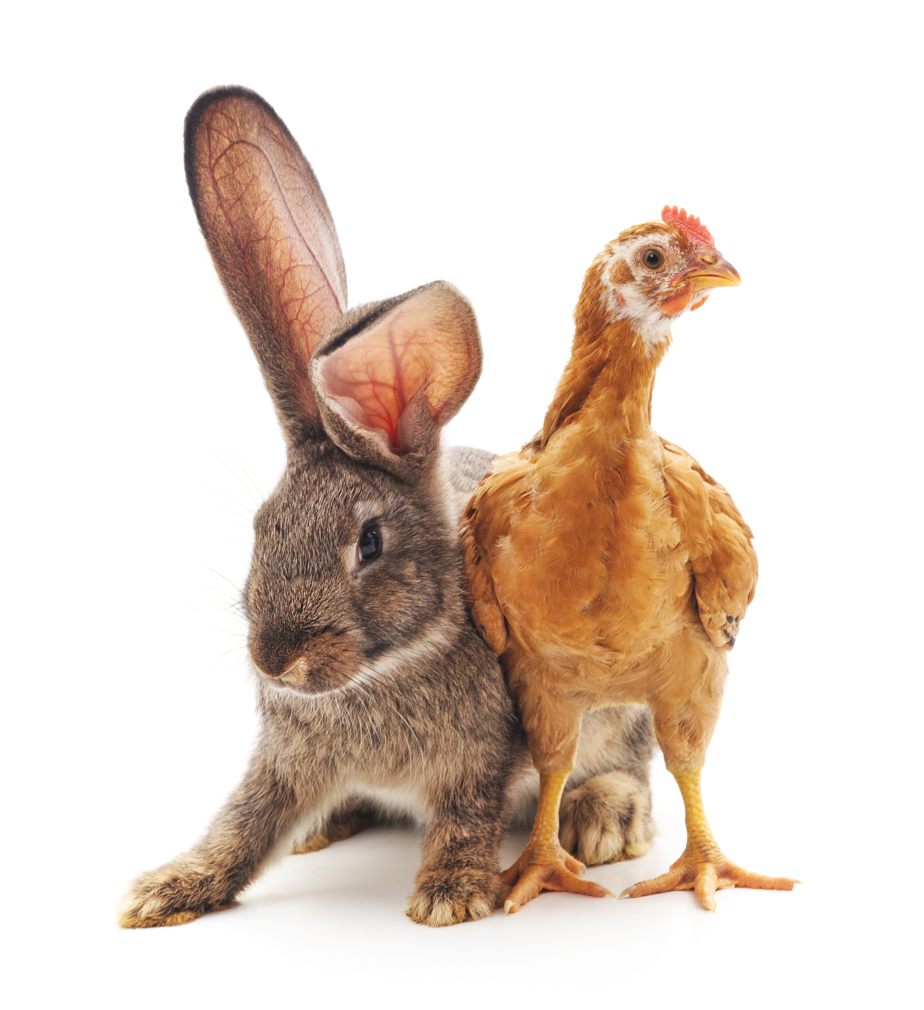 在一个笼子里有若干只鸡和兔子它们的头和脚的总数分别为56和152。问笼子里有几只兔子几只鸡？