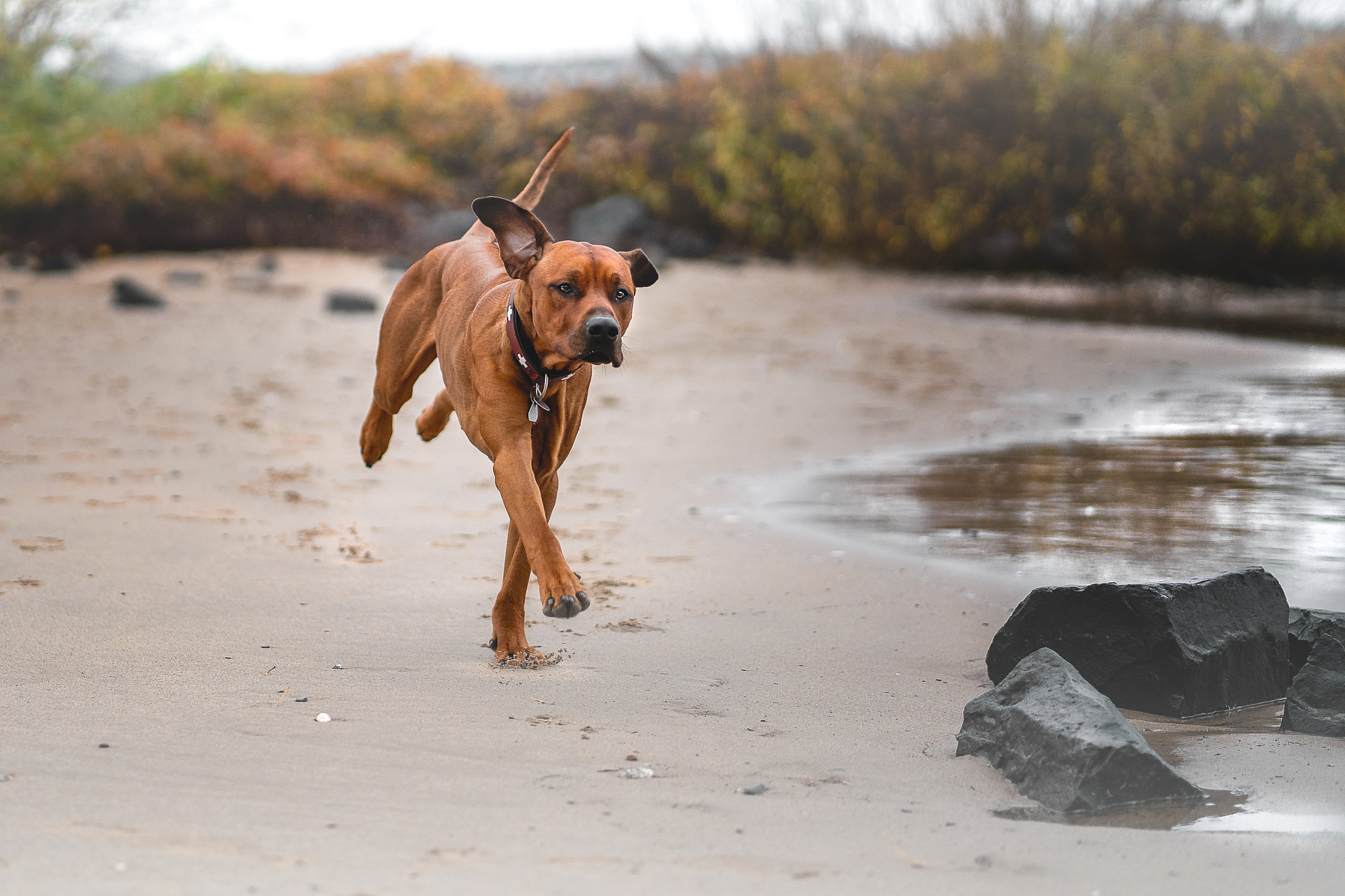 两只狗赛跑甲狗跑得快乙狗跑得慢跑到终点时哪只狗出汗多？