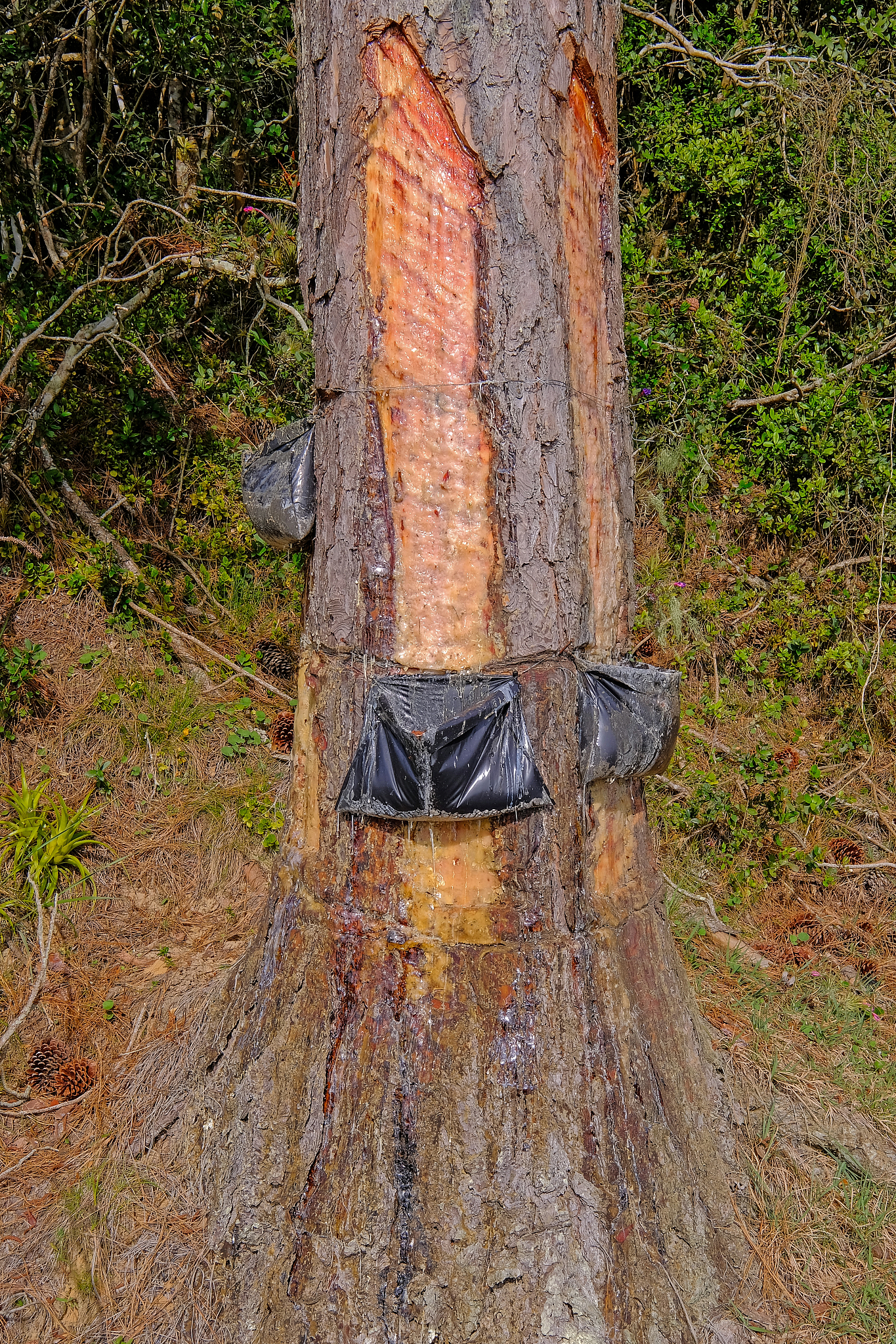 close up of pine resin extraction from pine trees. crude pine ol
