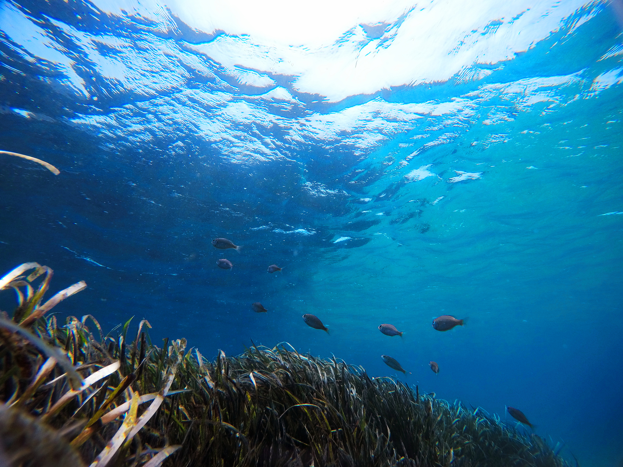 fish in sunlight