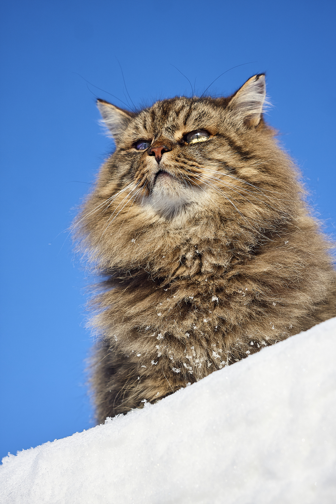 bottom view of purebred siberian cat on cler sky background