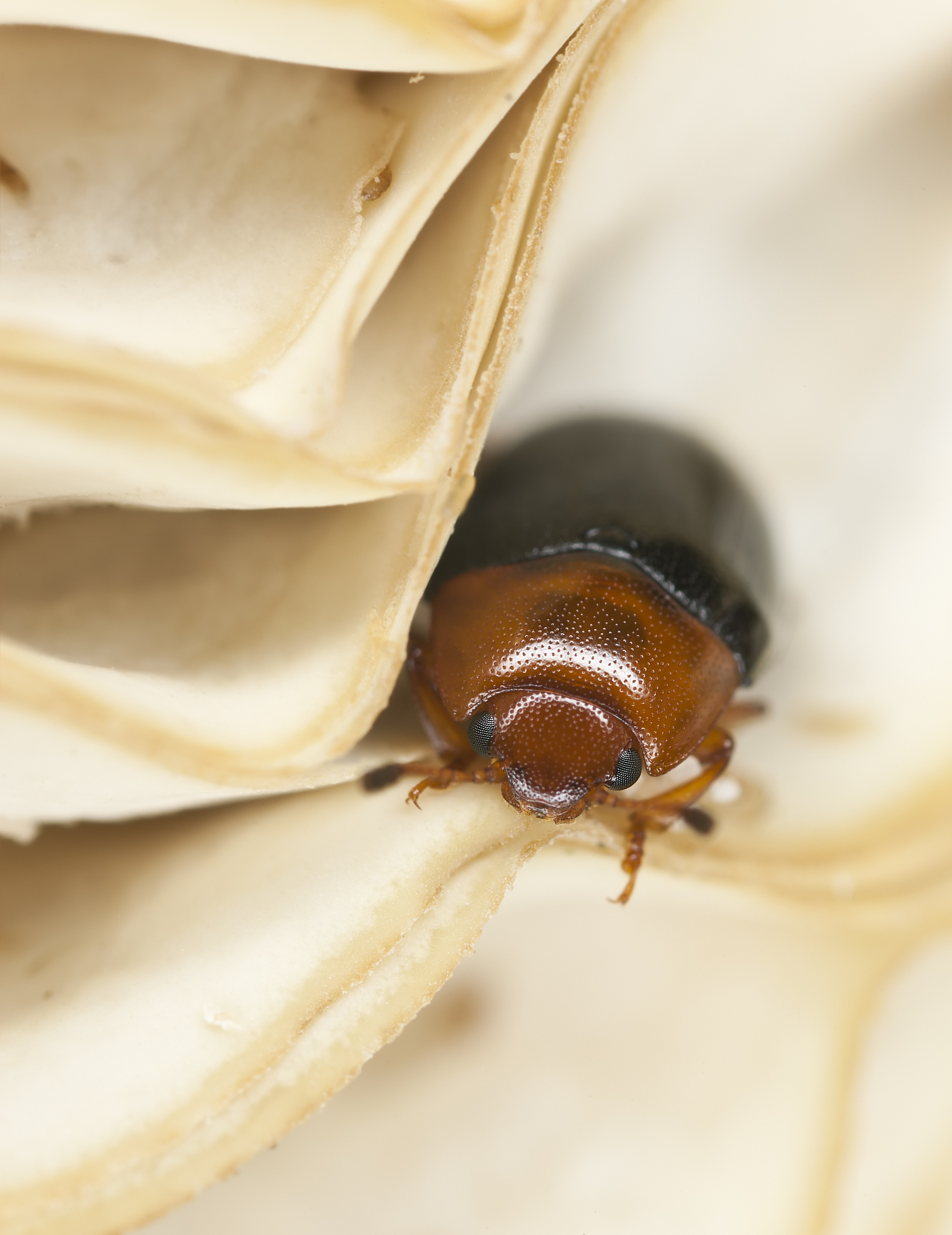 大蕈甲种类研究的参考文献中文