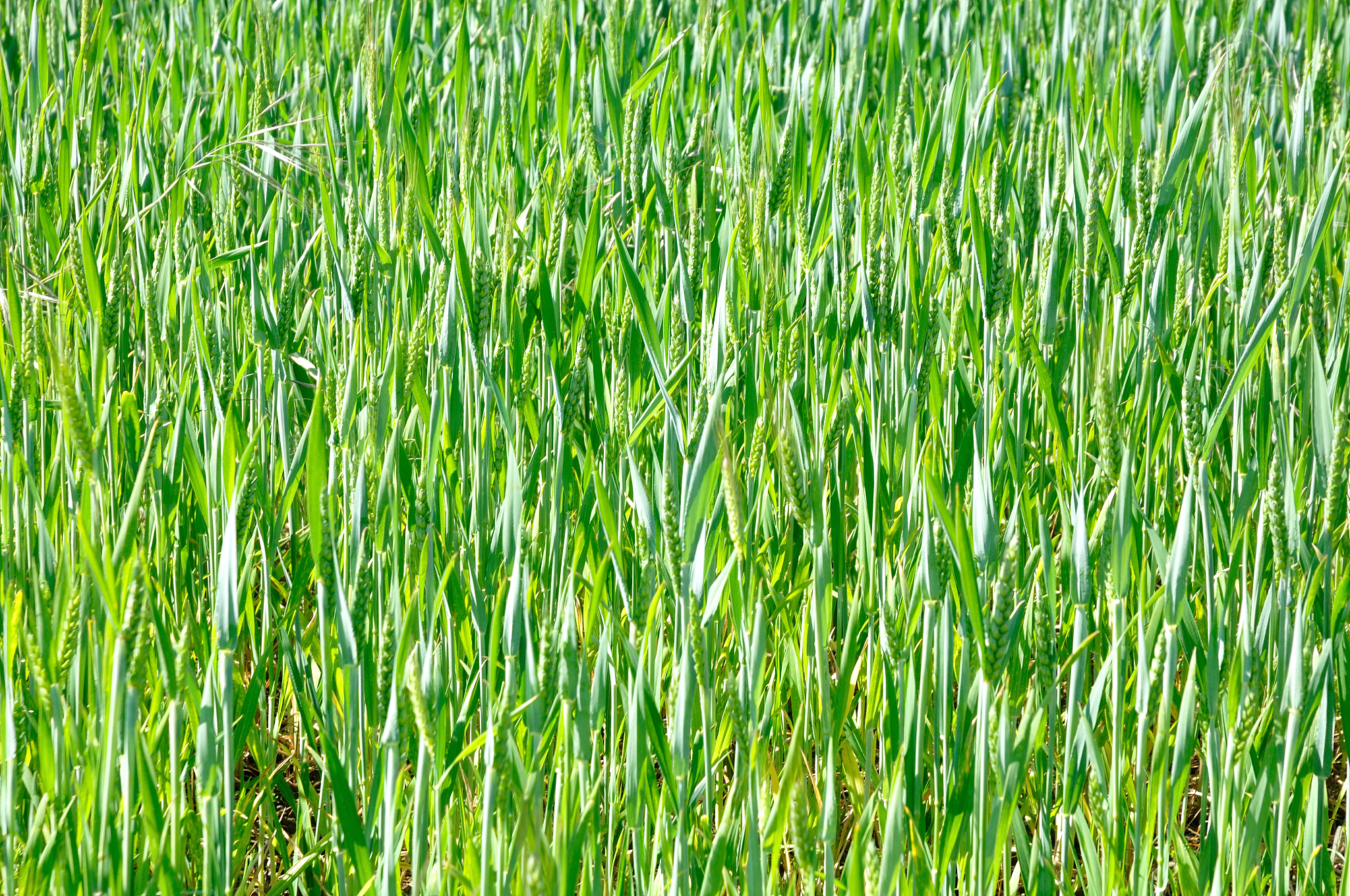 商丘职业技术学院作物生产技术专业好就业吗怎么样