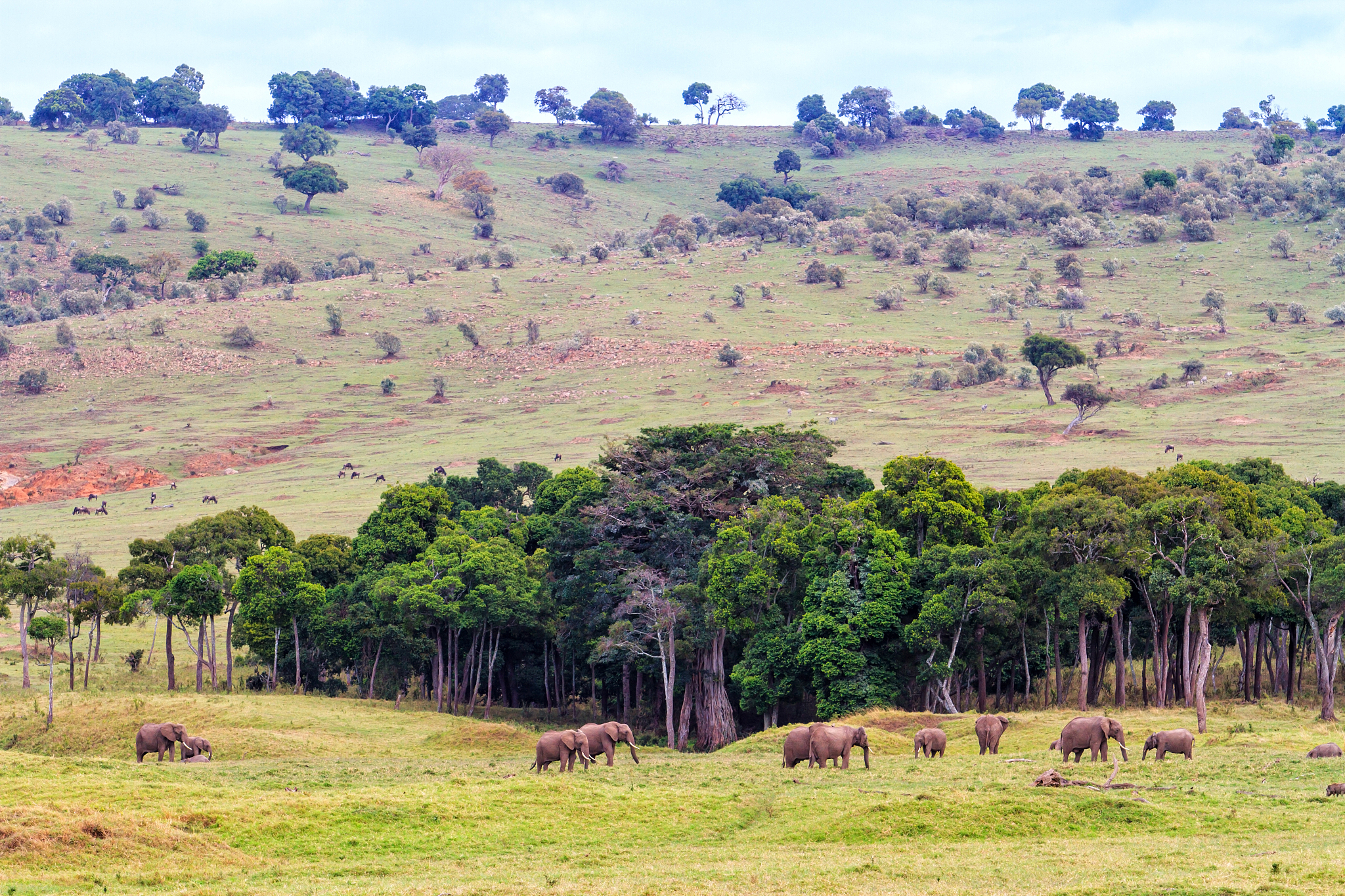 elephant herd in the masai mara in kenya