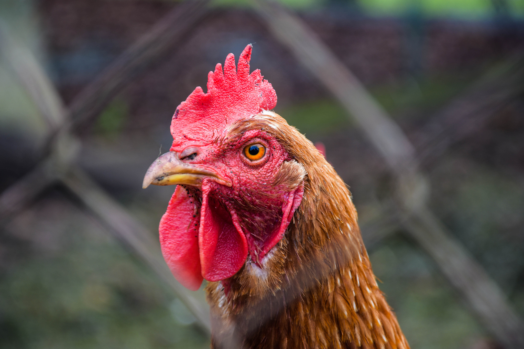 chicken
