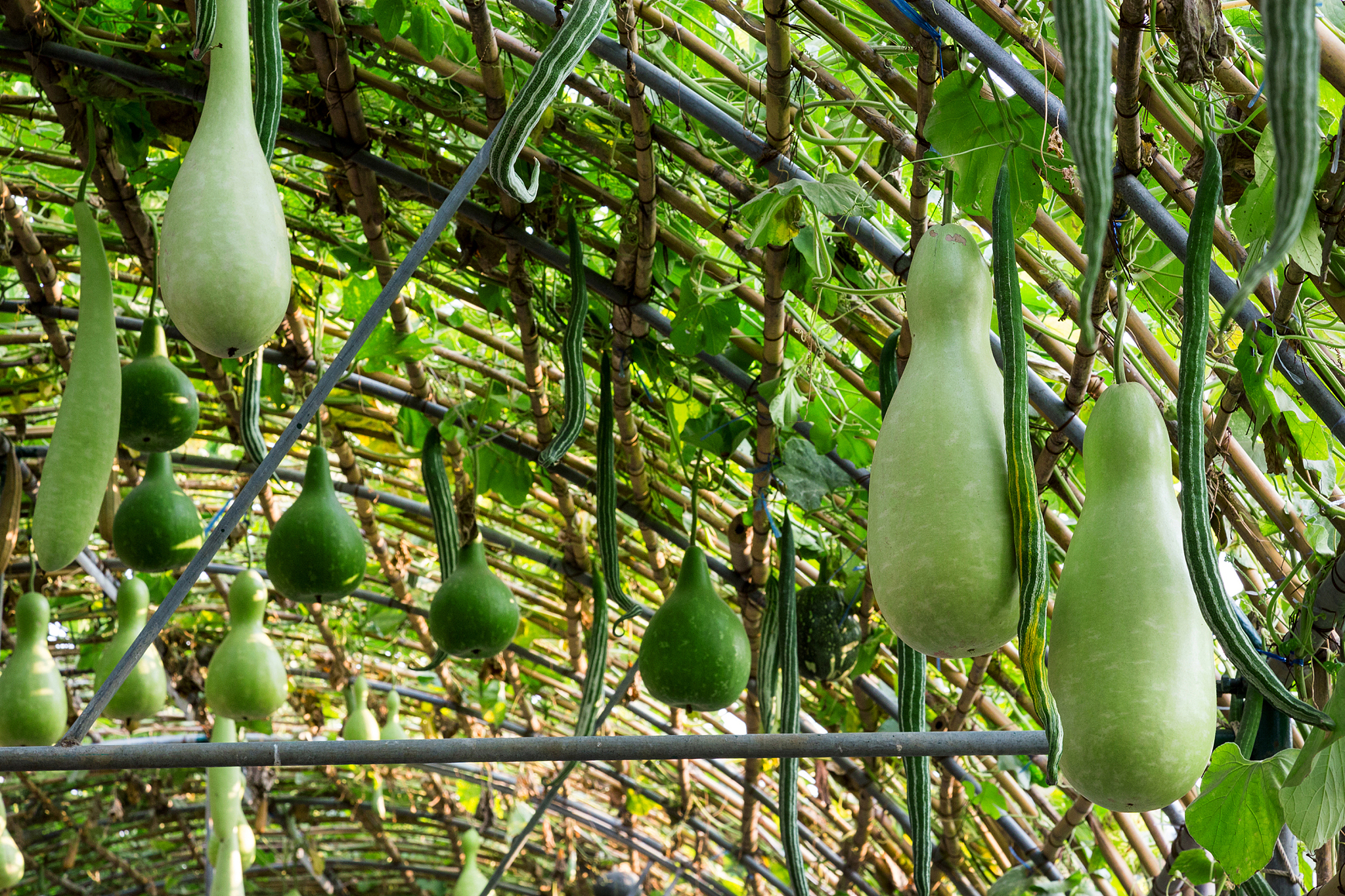 农业精密技术期刊主编查询