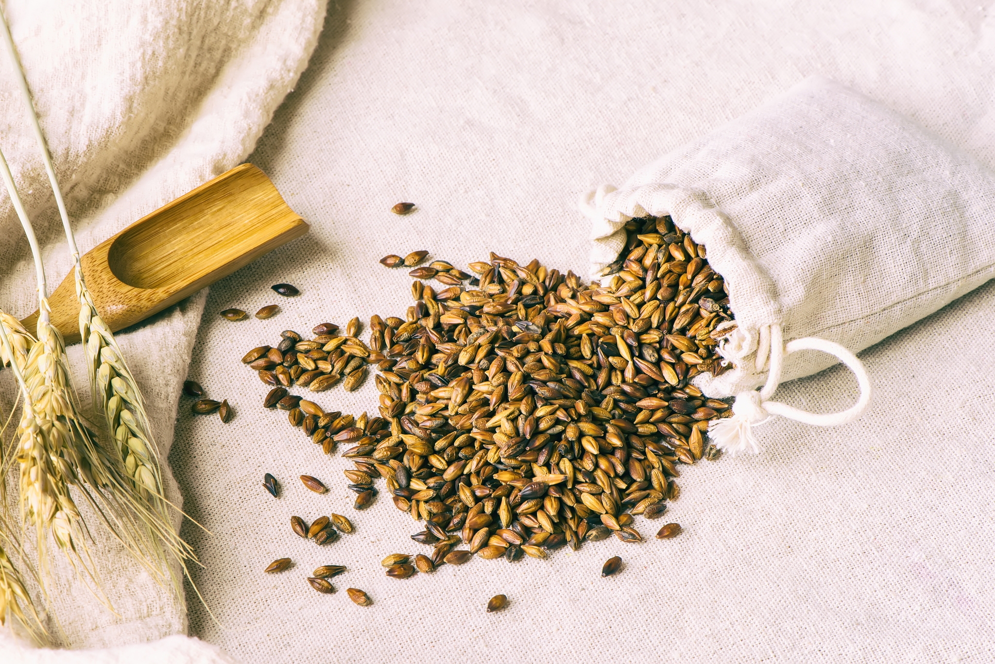 请帮我写1篇650字的博客文章主题是：大麦茶的功效与禁忌