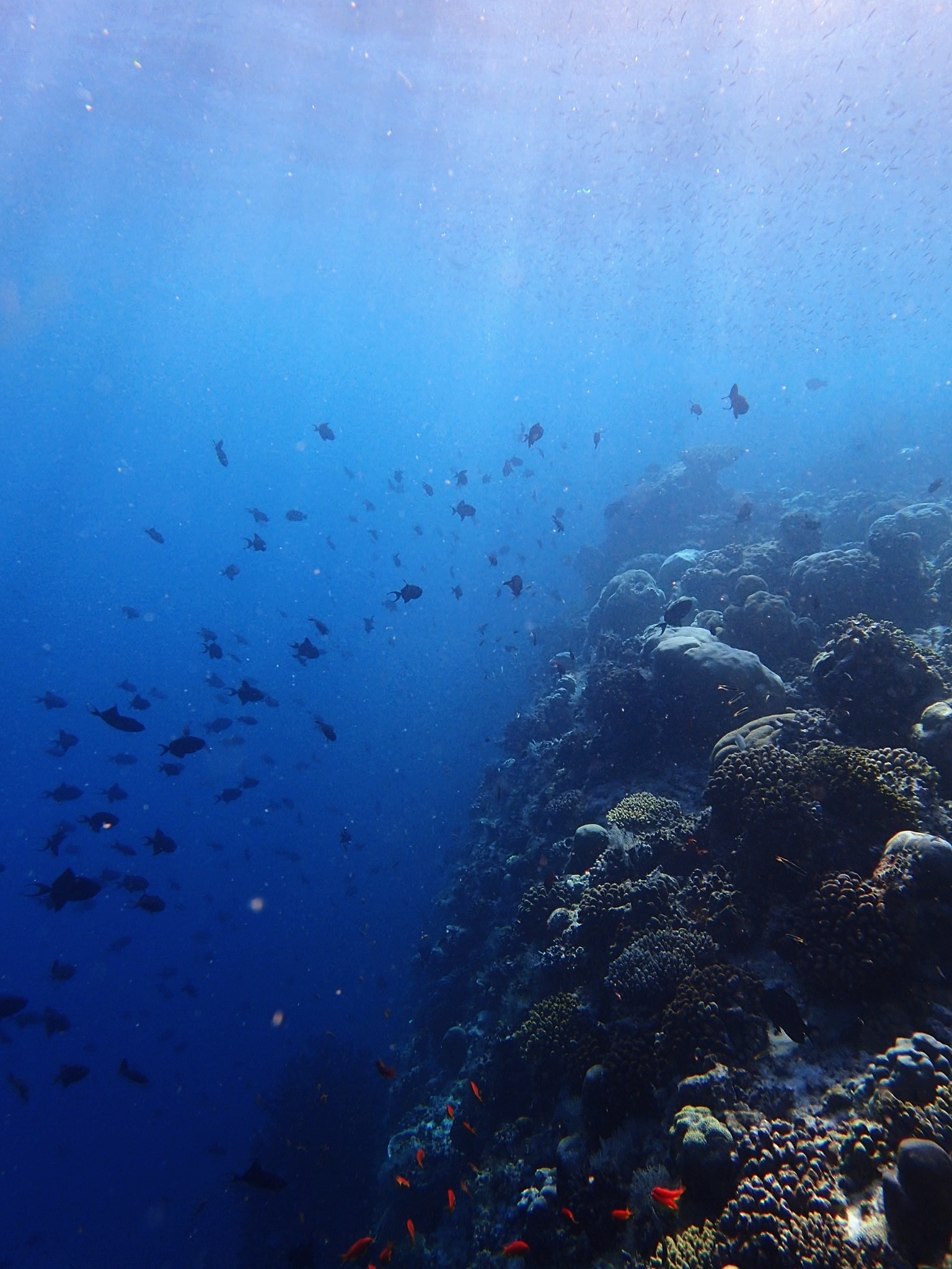 school of fish swimming undersea