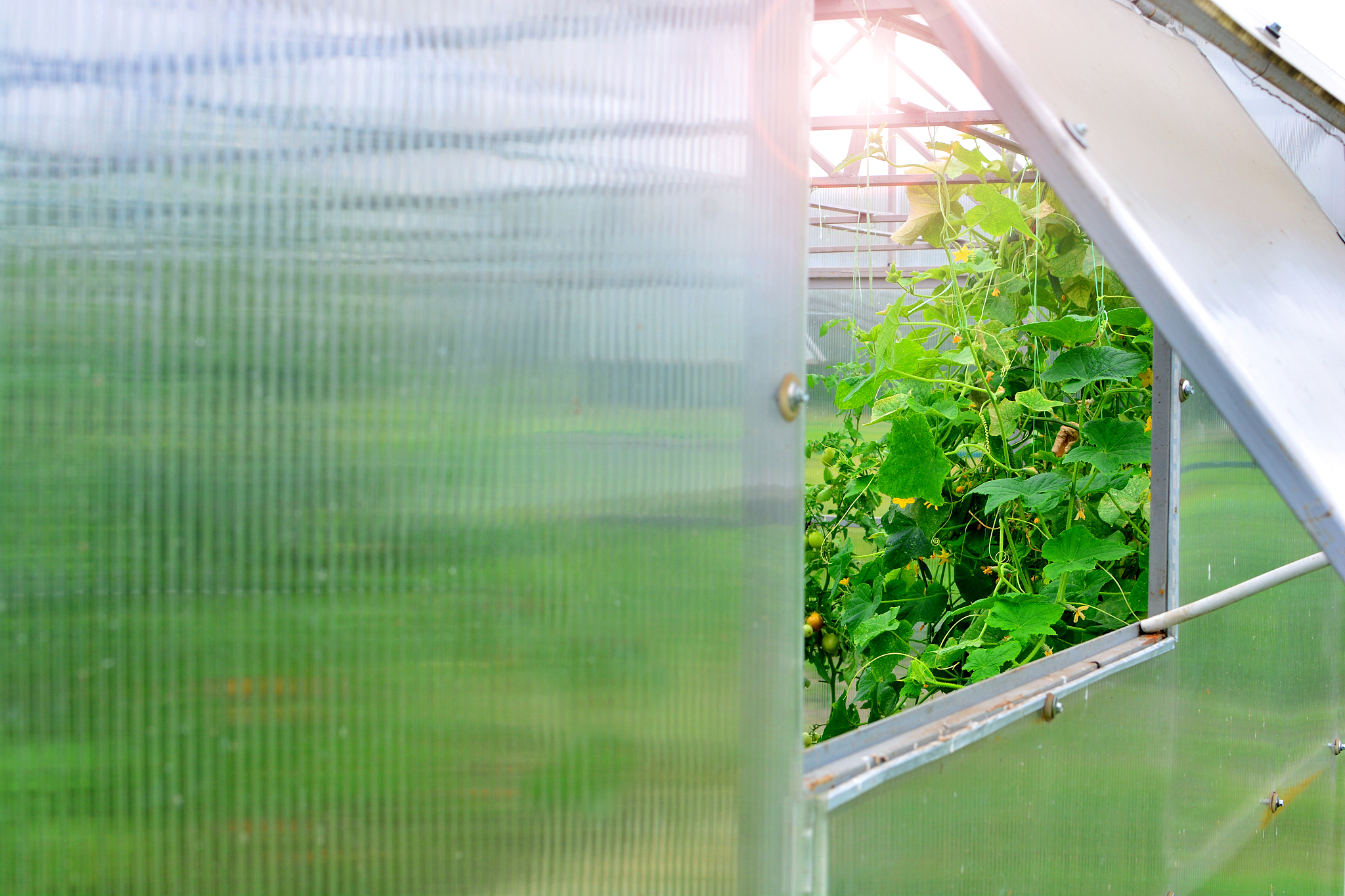 greenhouse. open window in glasshouse exterior.