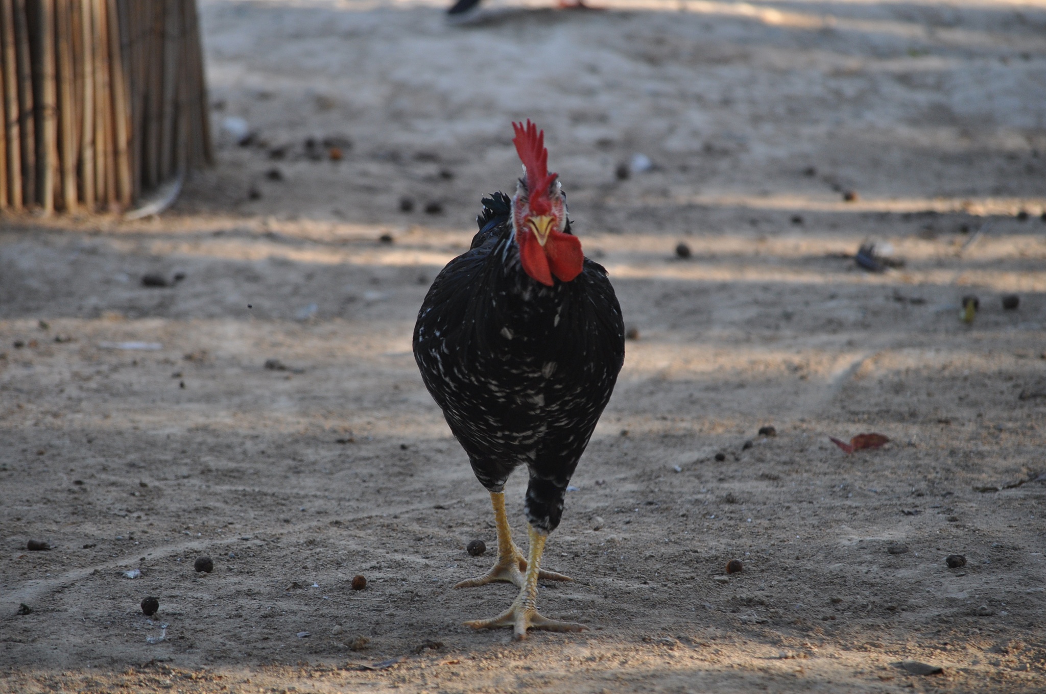 the beautiful animal chicken in the natural environment (farm)
