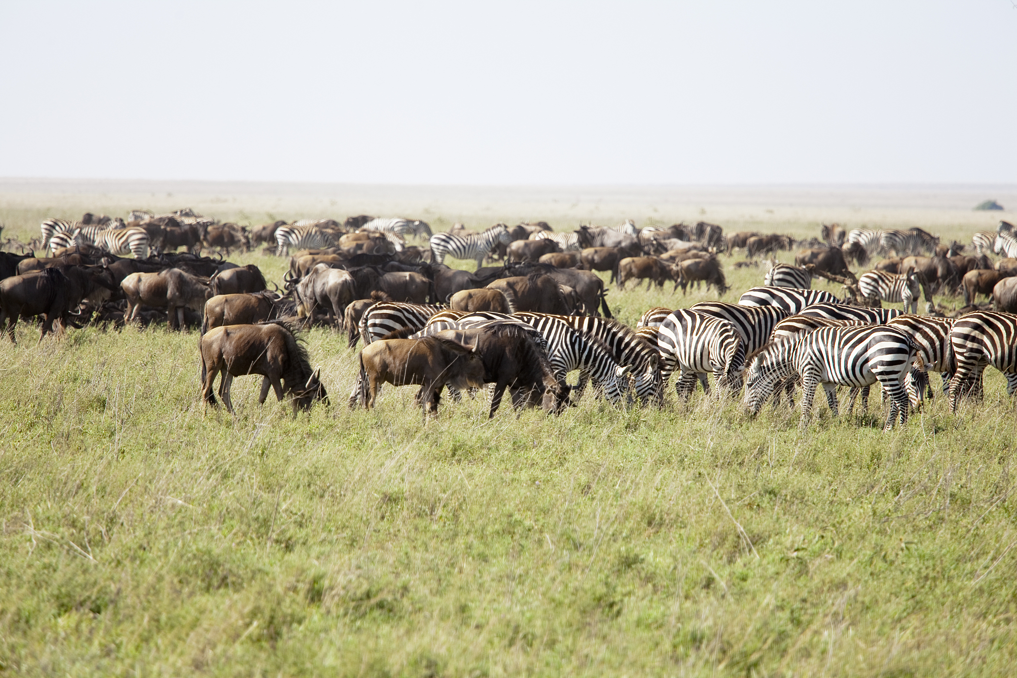 herd of wildebeests and zebras in serengeti