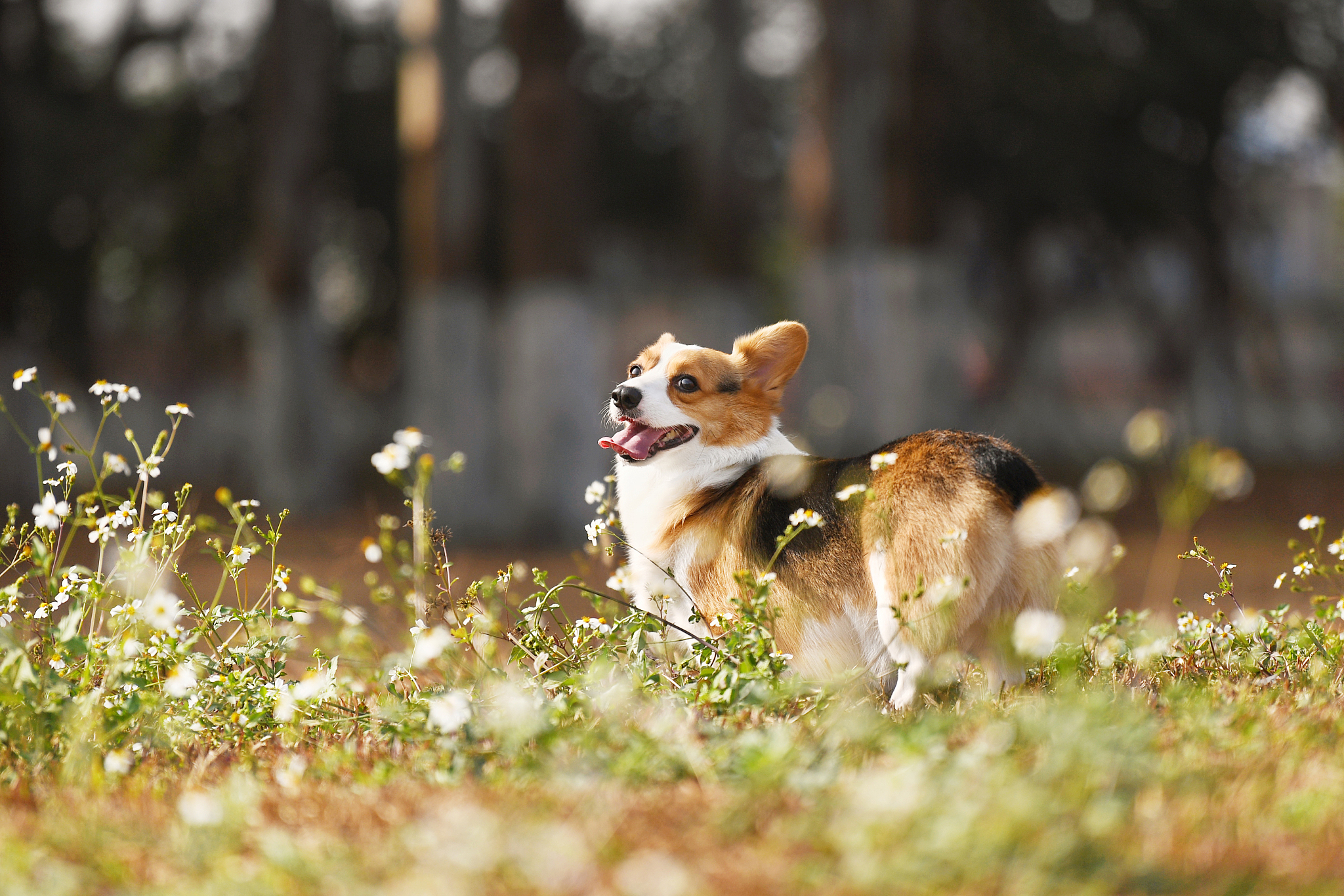 小狗 柯基 胆小 拯救世界 短文