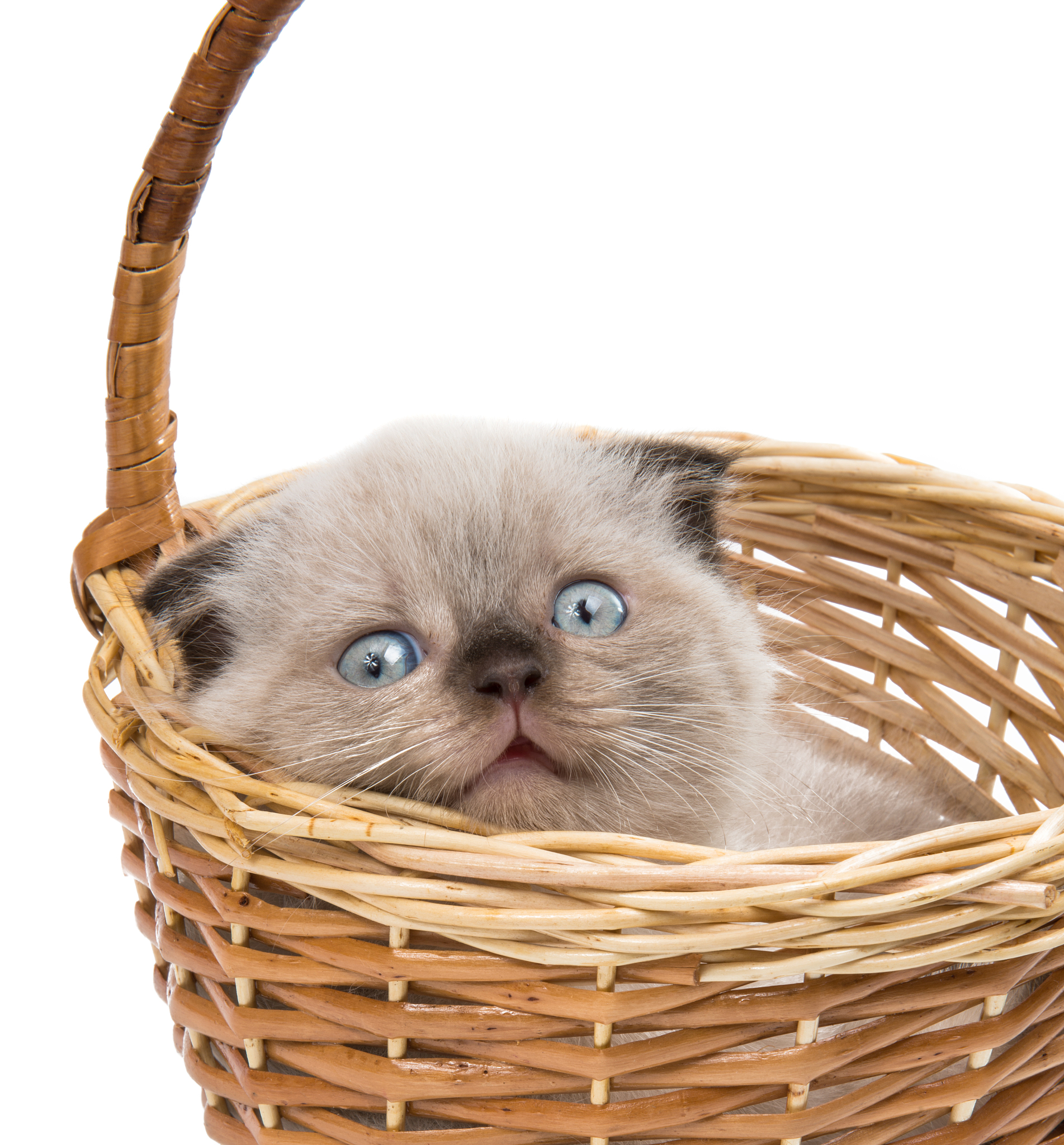 Вислоухий котенок