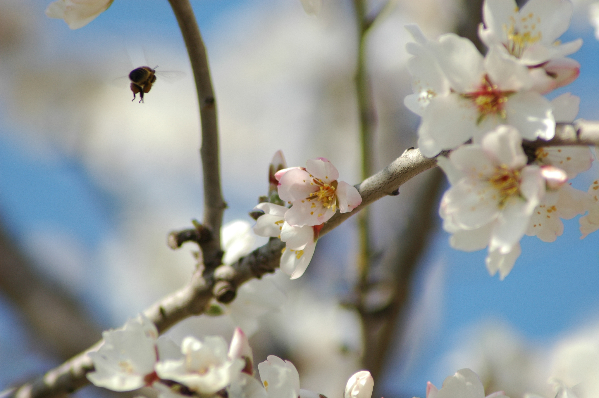 mandelblüte mit biene / hummel - spanien