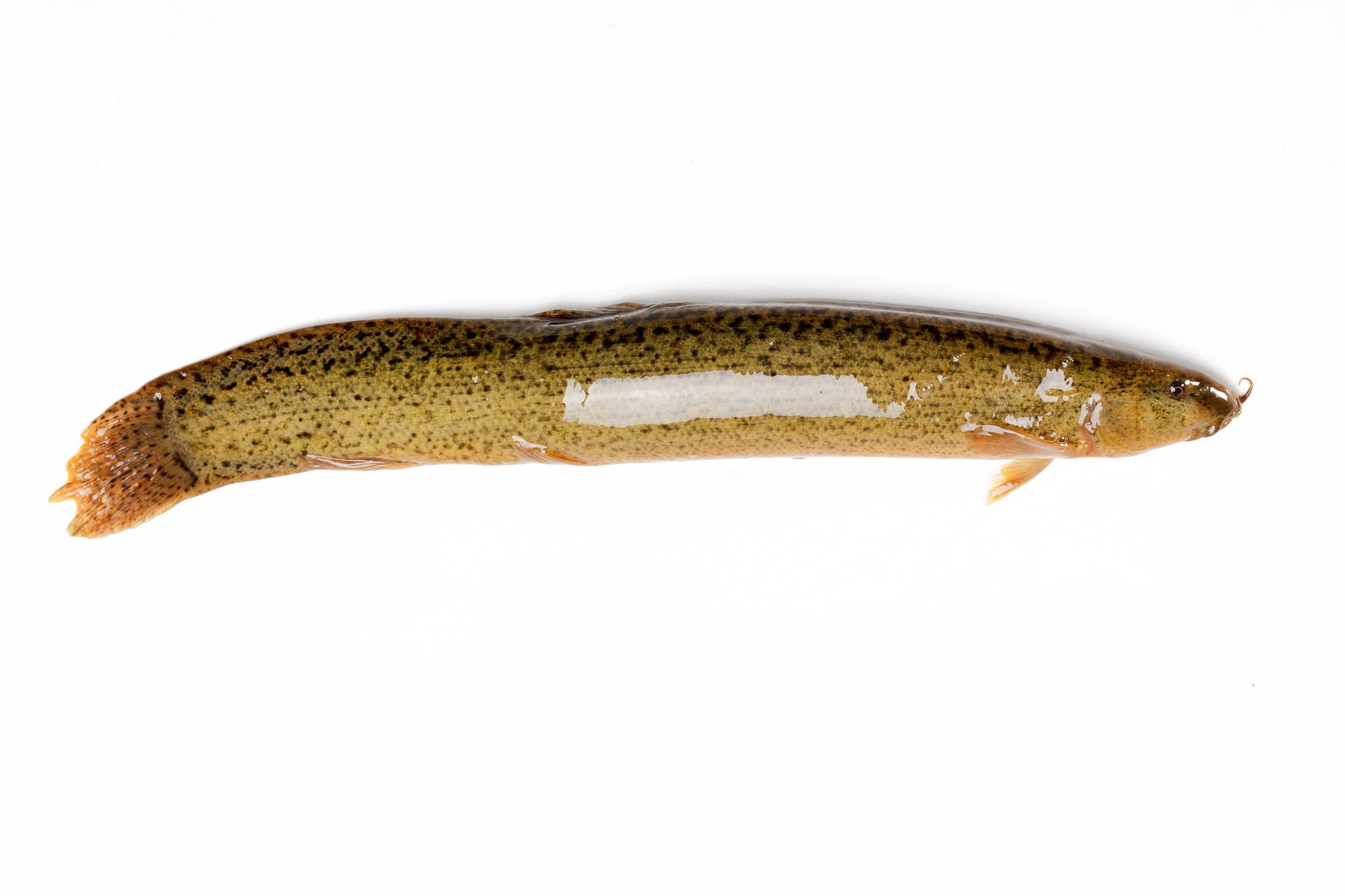 硬刺高原鳅是高原鳅属鱼类但其分布水域并非拉萨河或整个雅鲁藏布江流域而是黄河流域可能是人为活动导致其引入到了拉萨河据历年拉萨河流域鱼类资源调查资料显示硬刺高原鳅2018年在拉萨河首次发现2022年我们的野外采样结果显示在一部分拉萨河周边的湿地和池塘中硬刺高原鳅成为了优势种群。