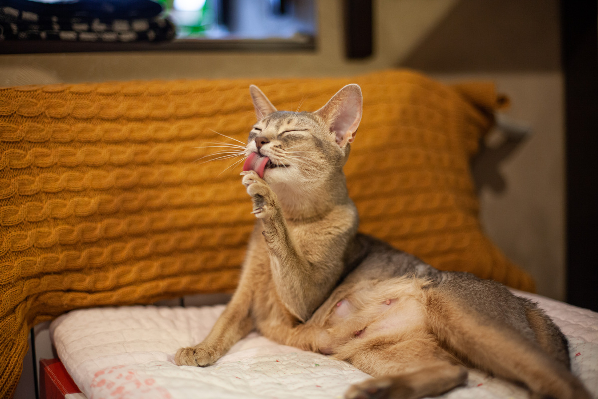 猫咪为什么叫：揭秘猫咪叫声背后的秘密