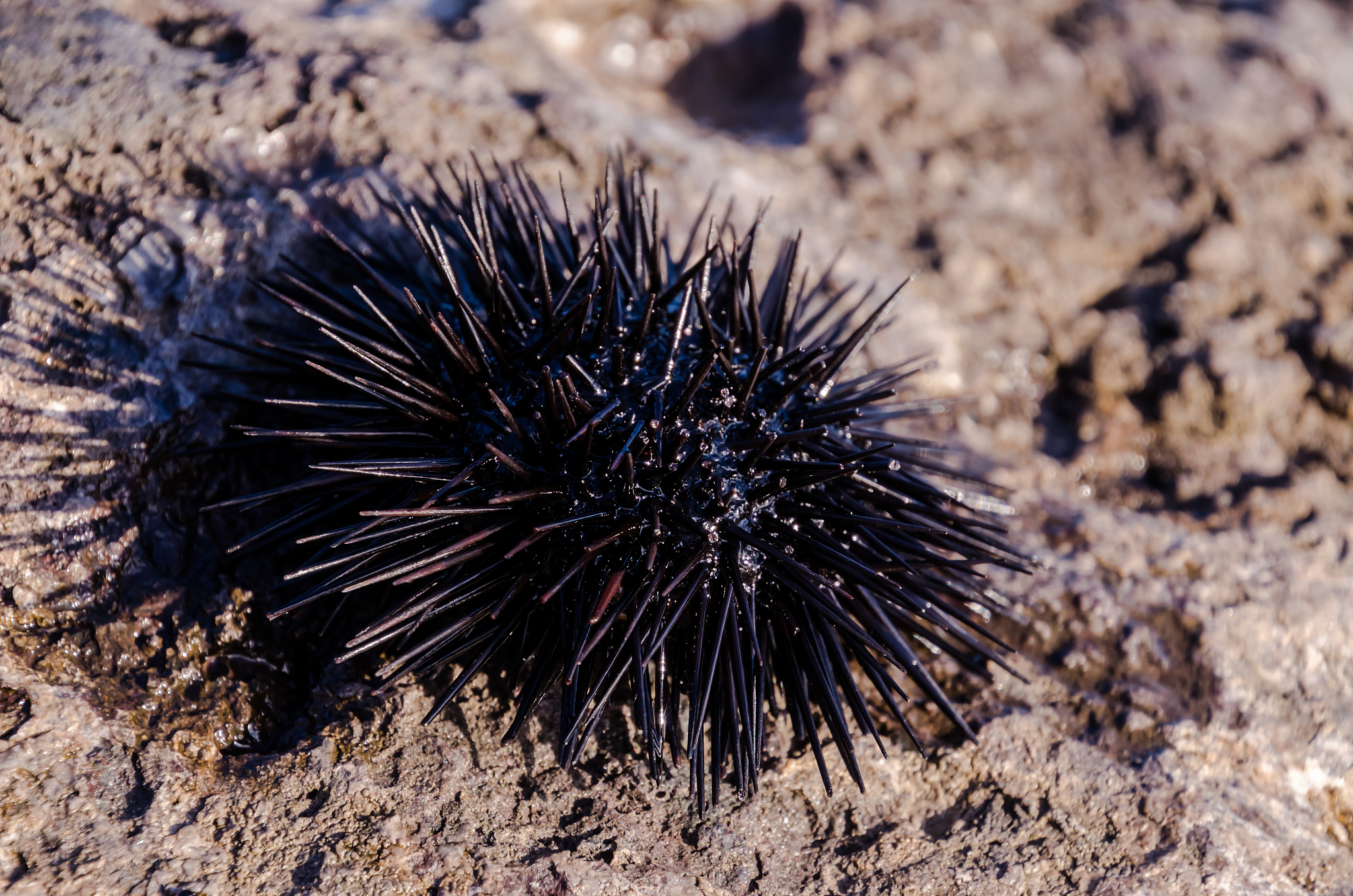润色这段话国内关于海胆的增殖放流的相关研究多集中于北方的中间球海胆对热带海胆的研究涉略极少。国内对中间球海胆的养殖容量、种质筛选、放流规格、生长模型构建等都进行了部分研究；而对于热带海胆底播放流和生态网箱养殖的研究不足都存在着巨大的发展空间。现阶段的热带海胆以底播放流养殖为主此方法被认为人工播种以及采集成本高、受自然气候和灾害影响大、热带敌害物种多等而利用网箱养殖改善这些问题的研究仍不成熟