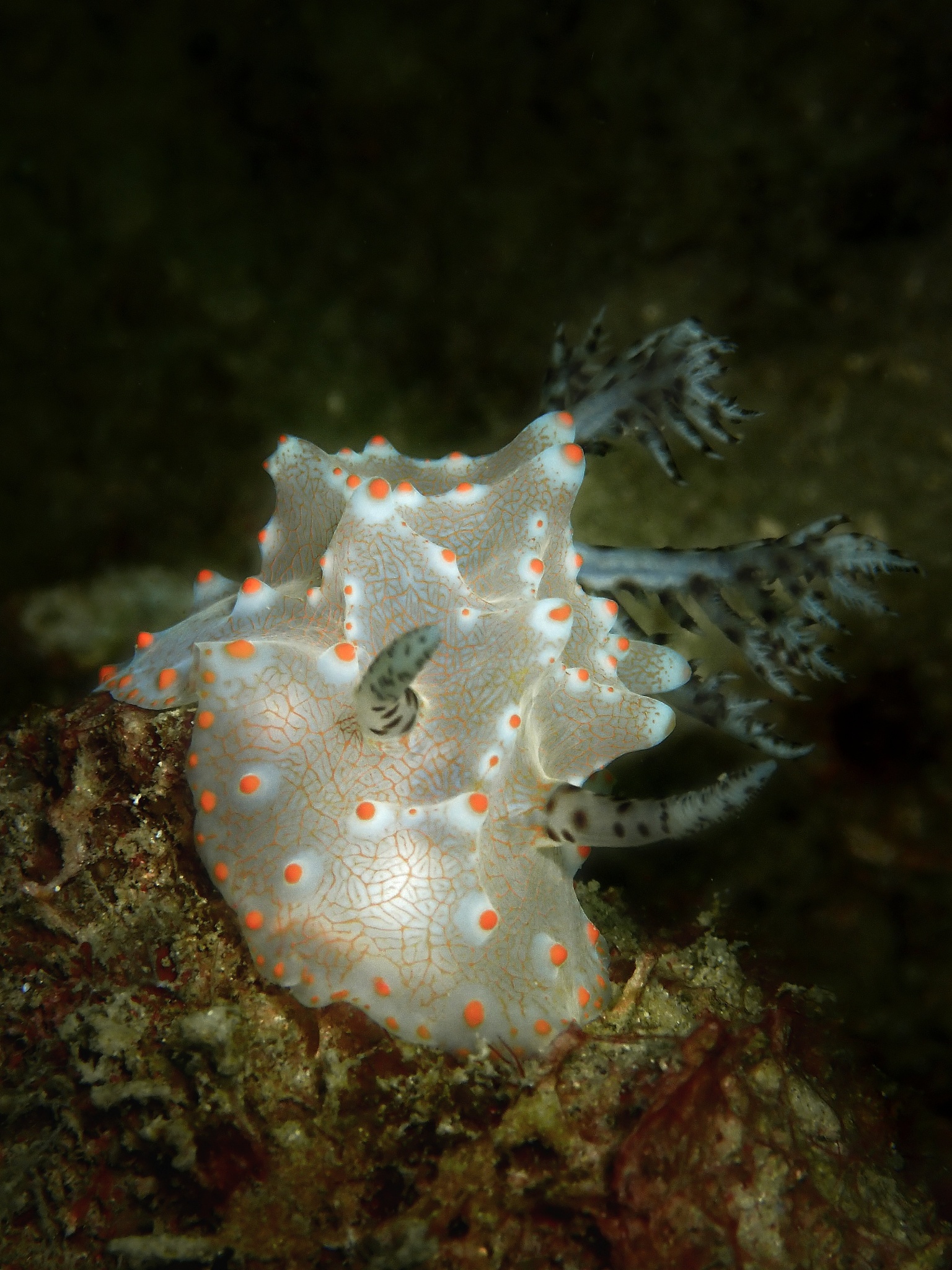 对下面的文字进行润色要求结构合理逻辑清晰：潮位会对大型底栖生物表面附生小型底栖动物丰度产生影响附生的小型底栖动物丰度、多样性和生物量整体呈现低潮带高于中潮带中潮带高于高潮带的规律。其中1月份在短滨螺表面附生的小型底栖动物中潮带的总丰度明显高于高潮带P＜005；在角叉菜和长牡蛎表面附生的小型底栖动物低潮带的丰度明显高于中潮带P＜005。10月份在孔石莼表面附生的小型底栖动物低潮带的丰度明显高于中潮带
