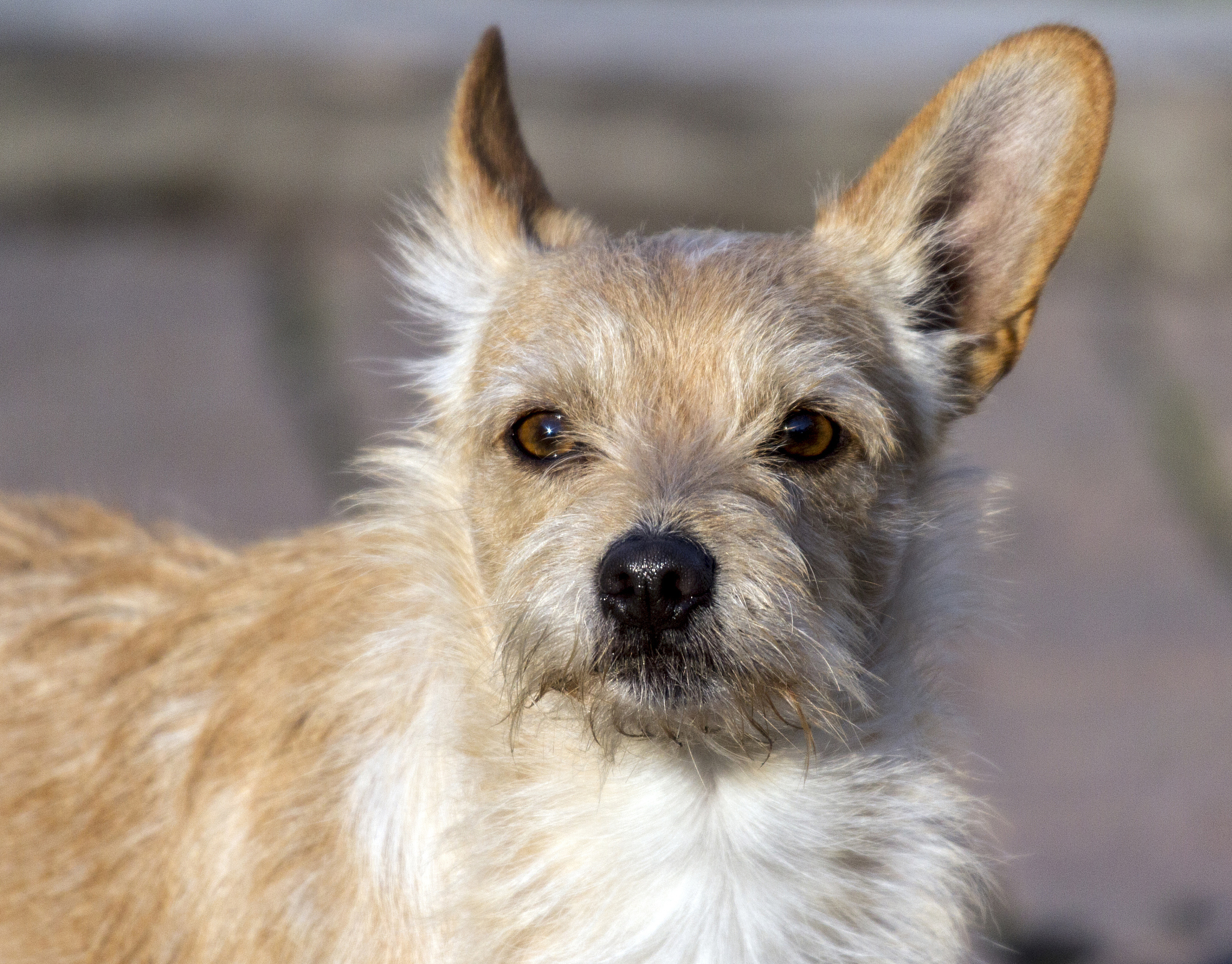 犬科动物身上的过敏原包括哪些分子？