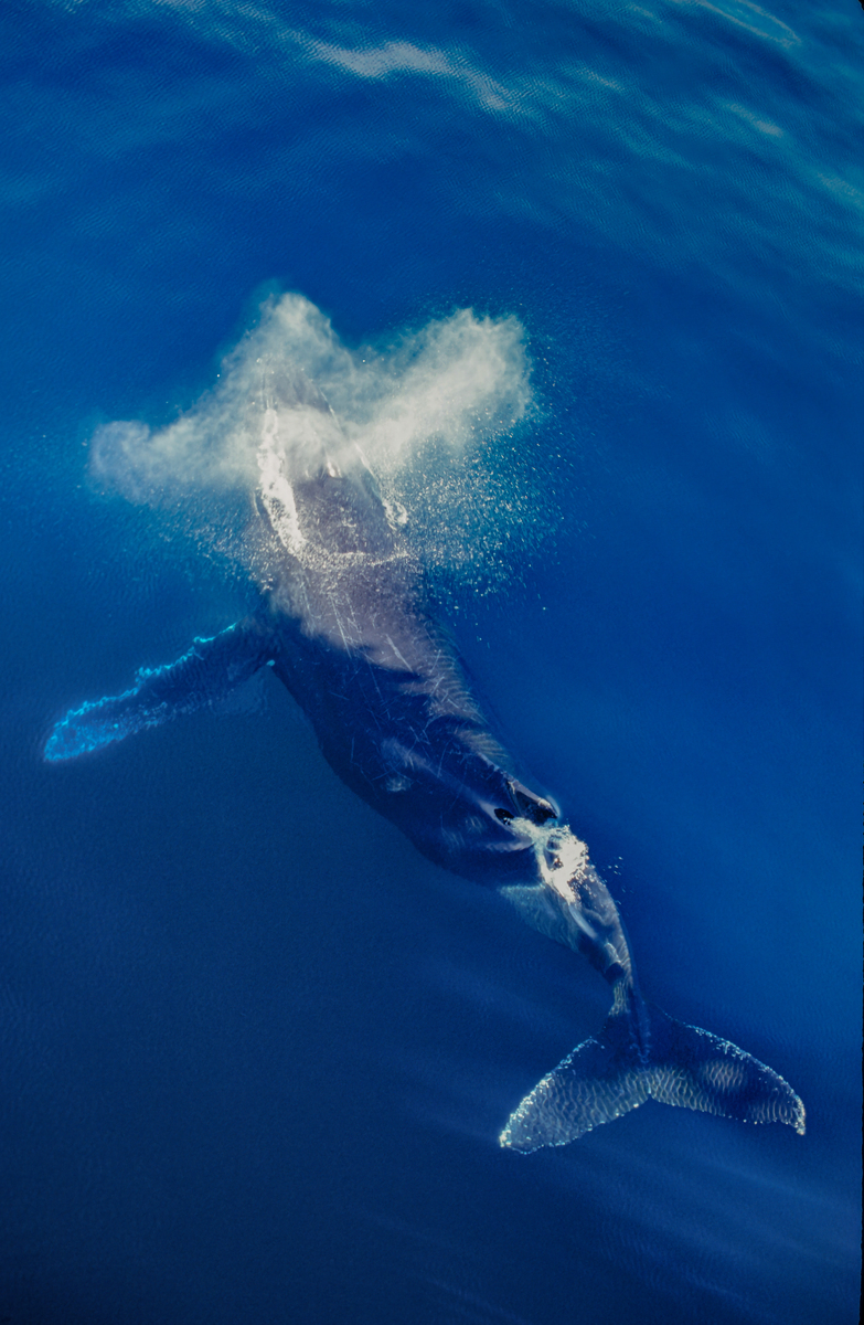 见证奇迹！我和儿子在海边观赏鲸鱼的难忘经历