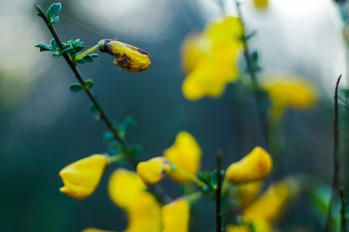 描述春天的文章