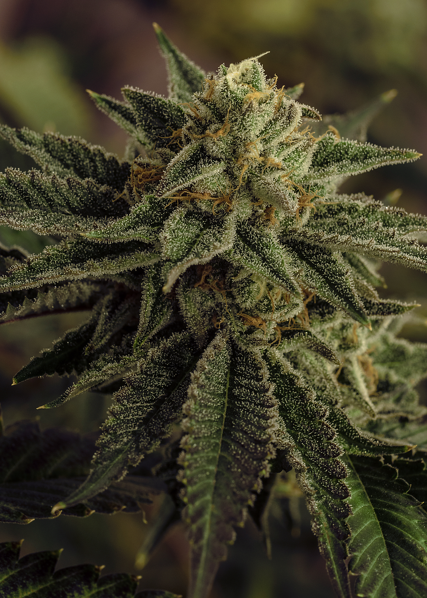 live cannabis macro bud shot