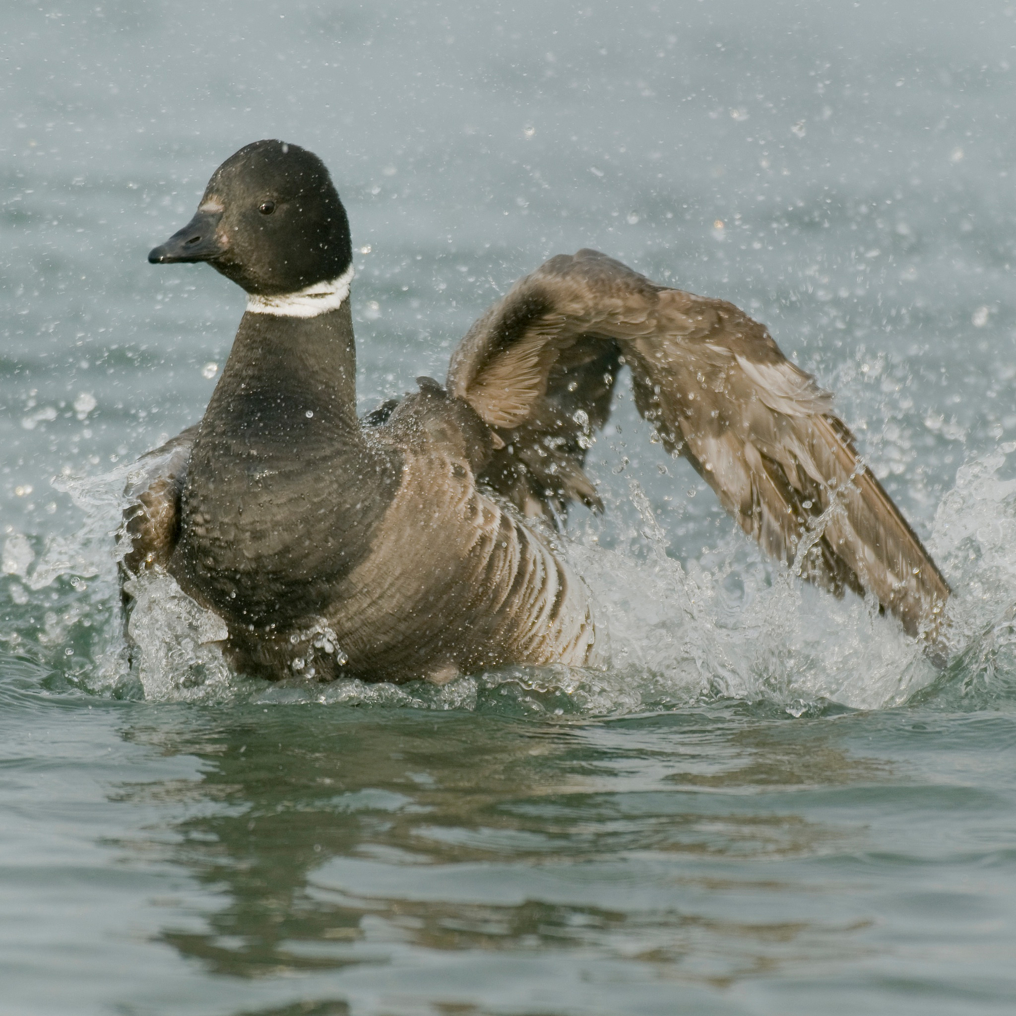 鸭嘴兽：进化史上的奇葩生物