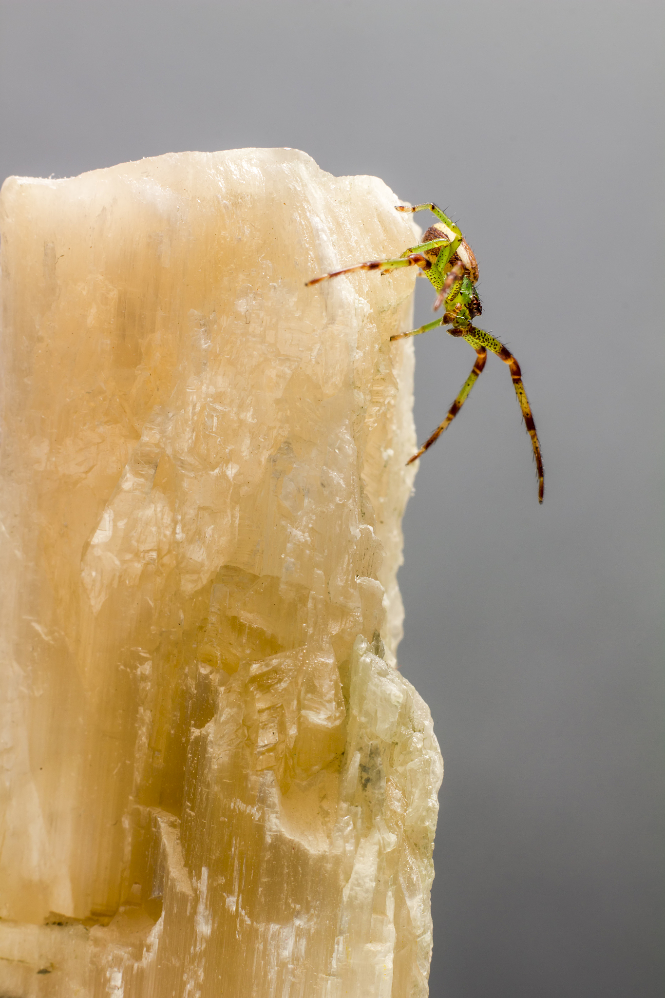 green crab spider (diaea dorsata)