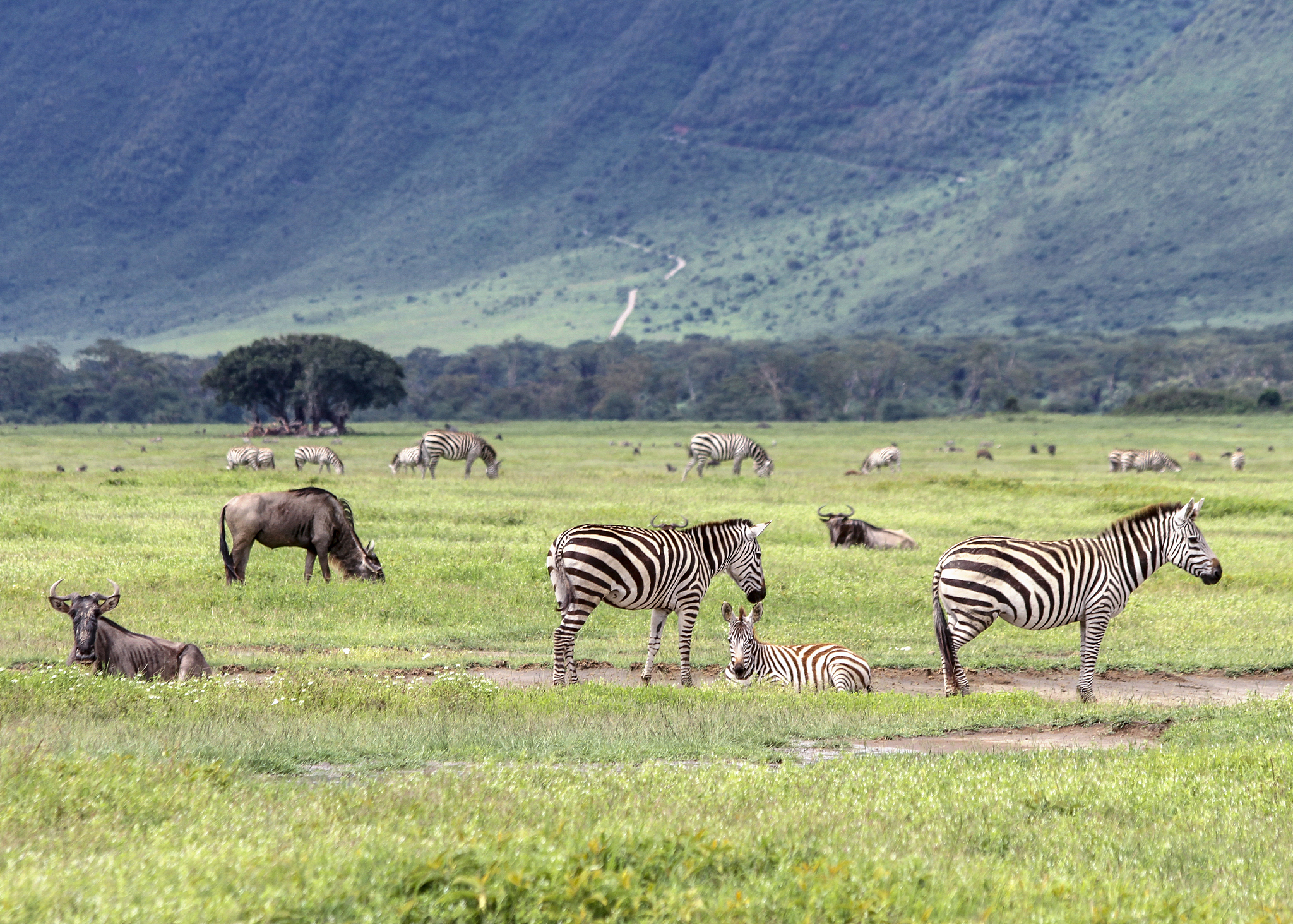 herd of zebras and wildbeast