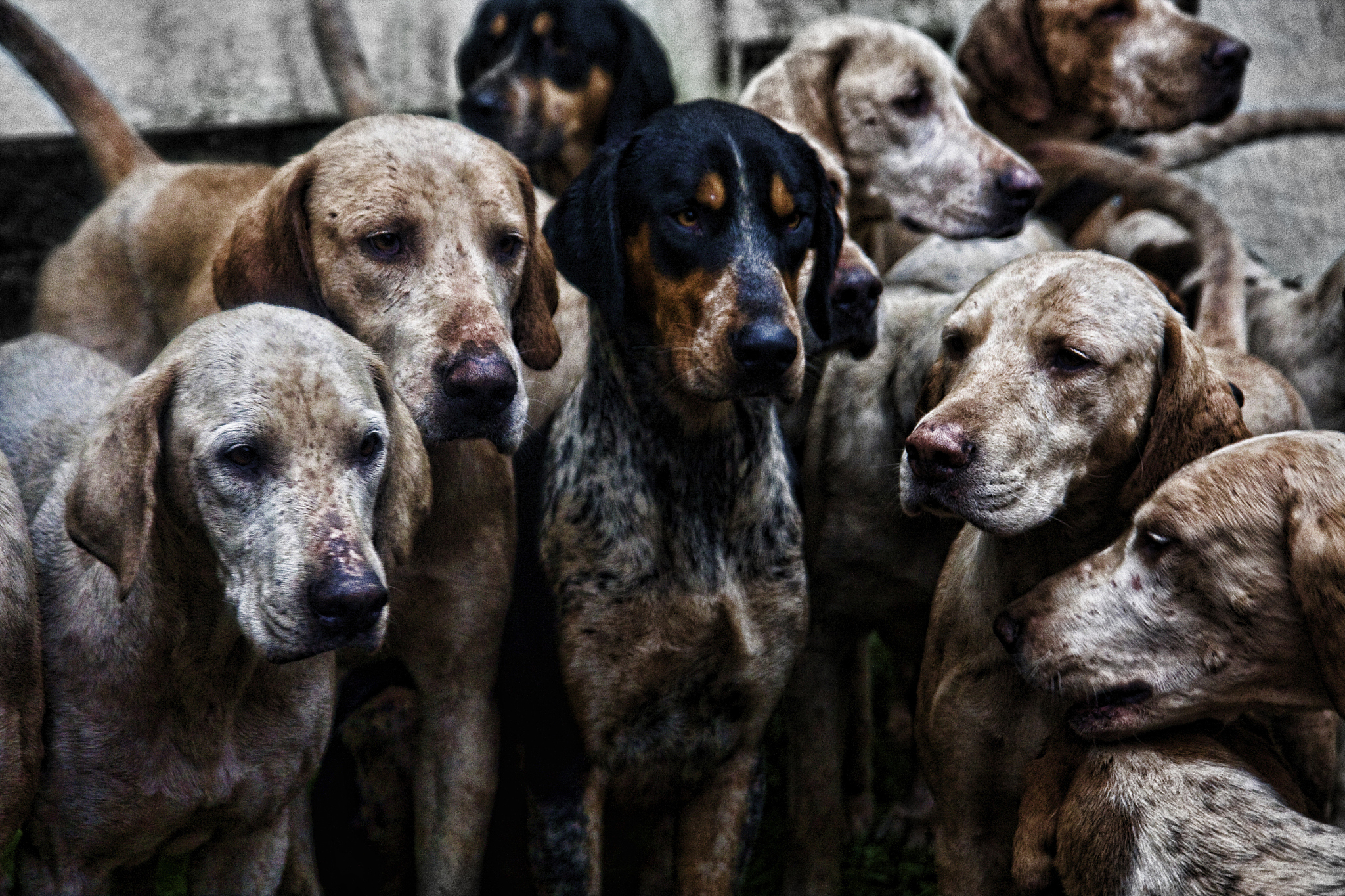 四川省水产学校宠物养护与经营专业的发展前景