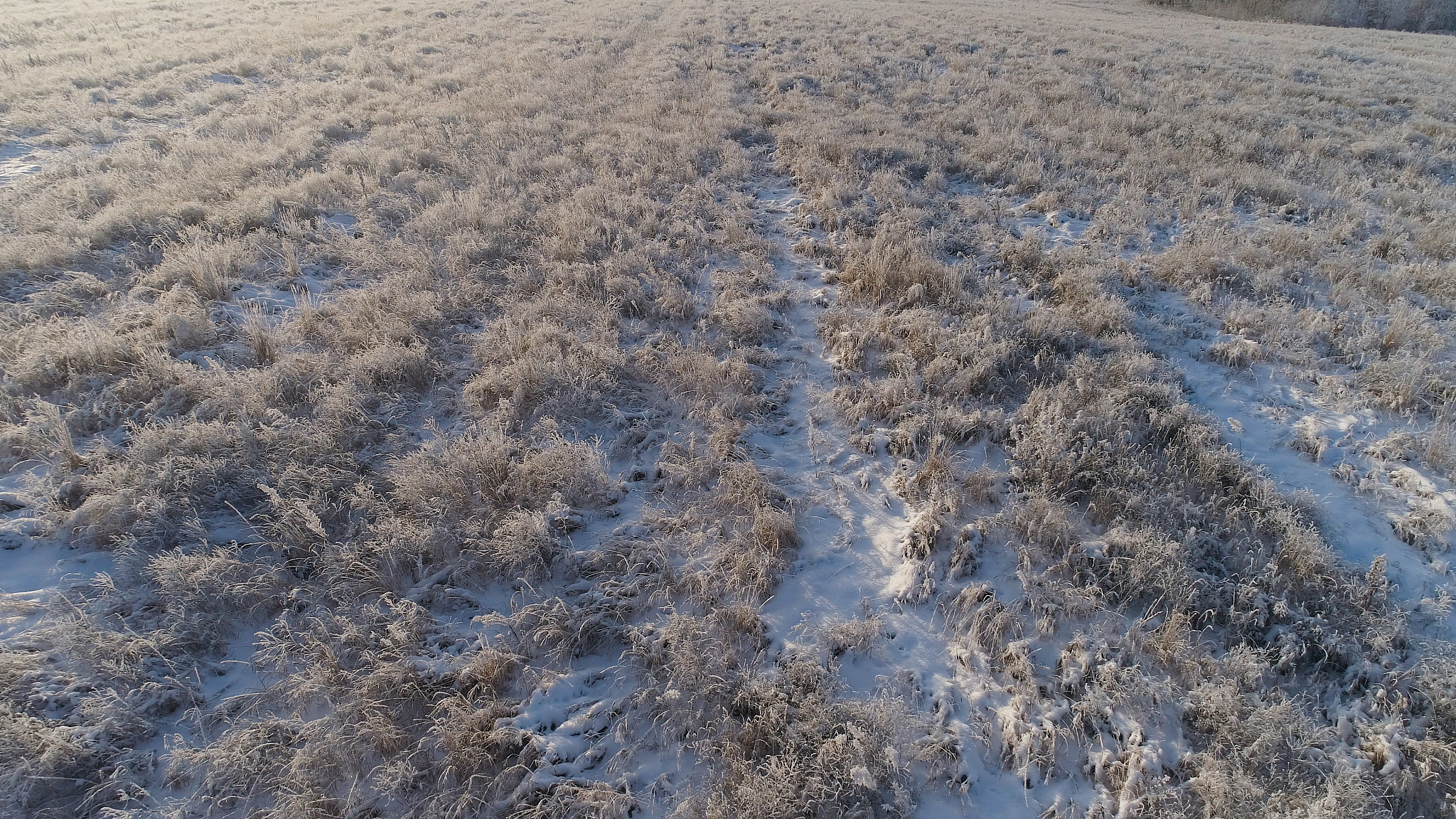 strengthern of spring frost 如何理解