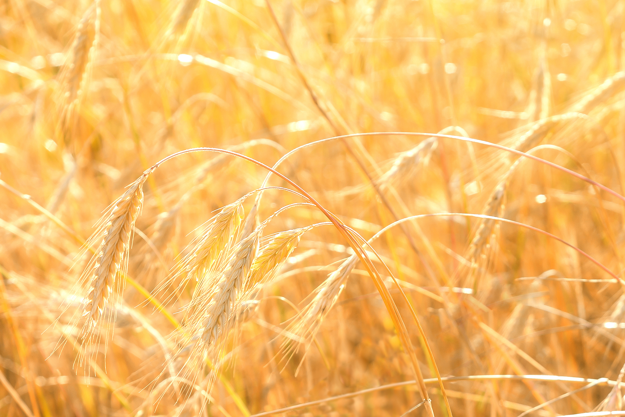 临洮农业学校计算机应用专业从业方向