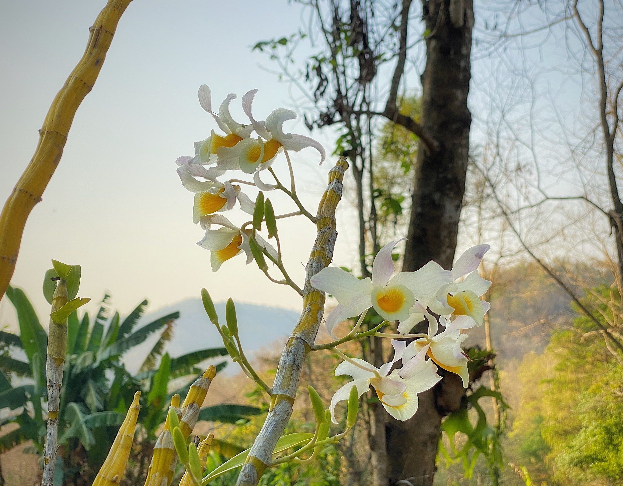 native species orchids, dendrobium.