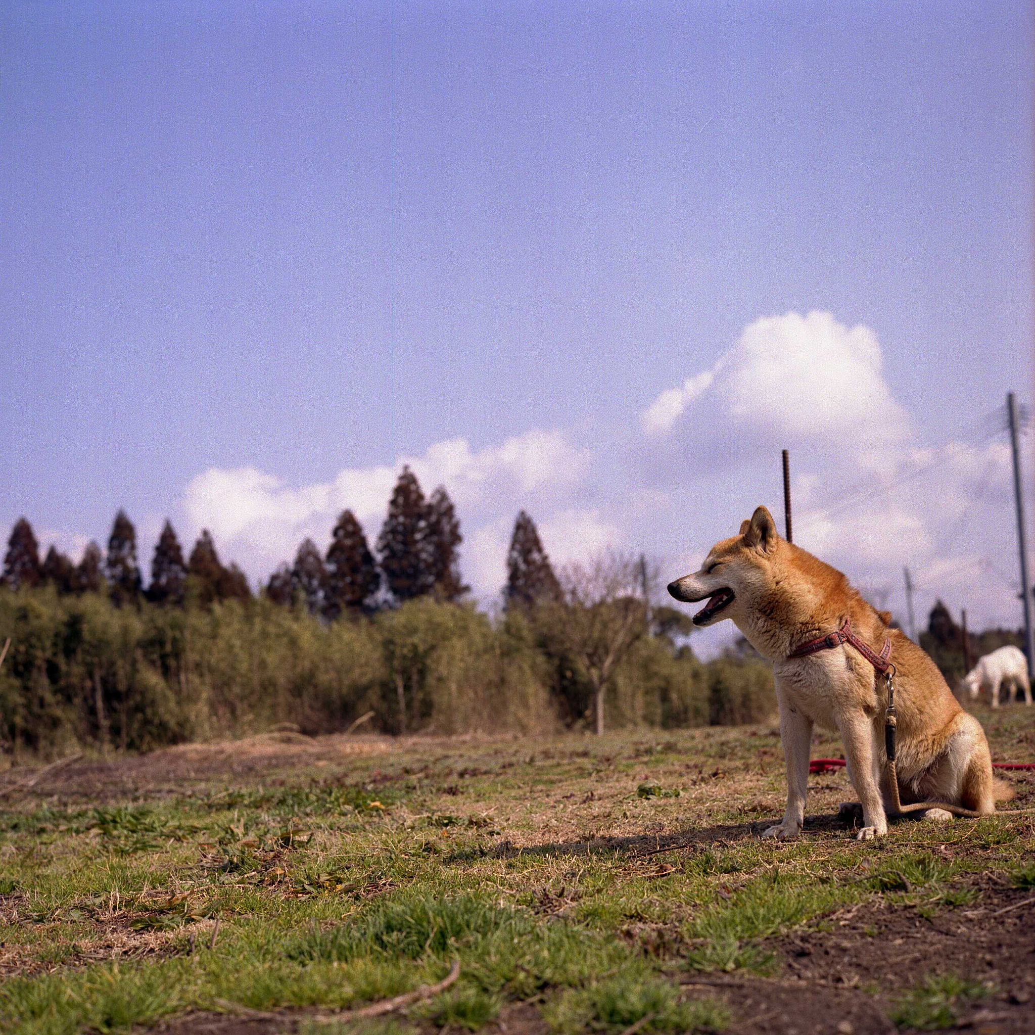 野性的召唤：回归自然，找回自我