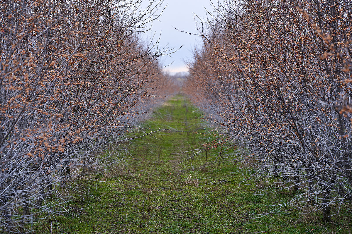 鼎鑫沙棘【OPC】片怎么吃? 鼎鑫沙棘【OPC】片怎么吃?