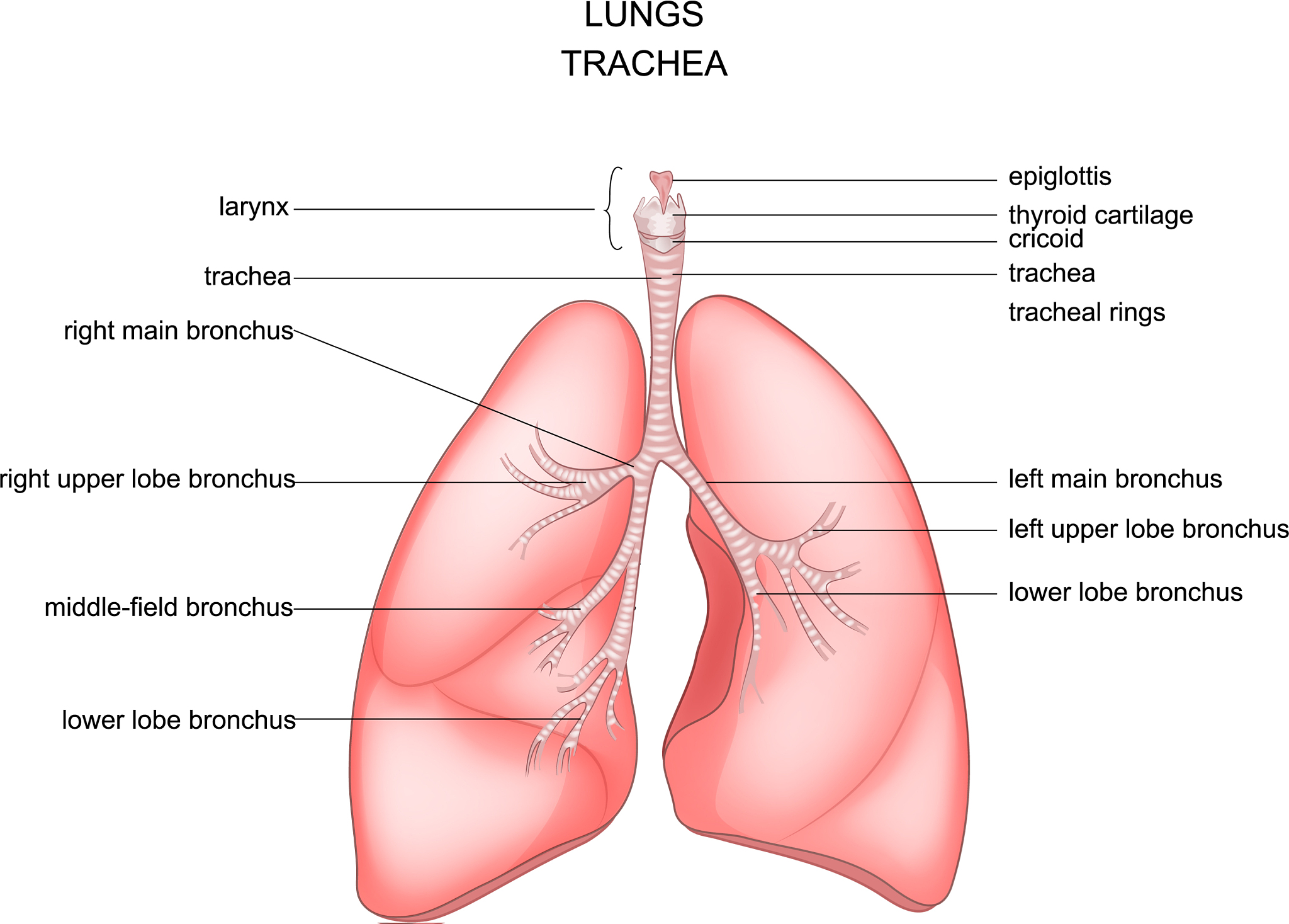 呼吸给药一般适合于用哪些些药物