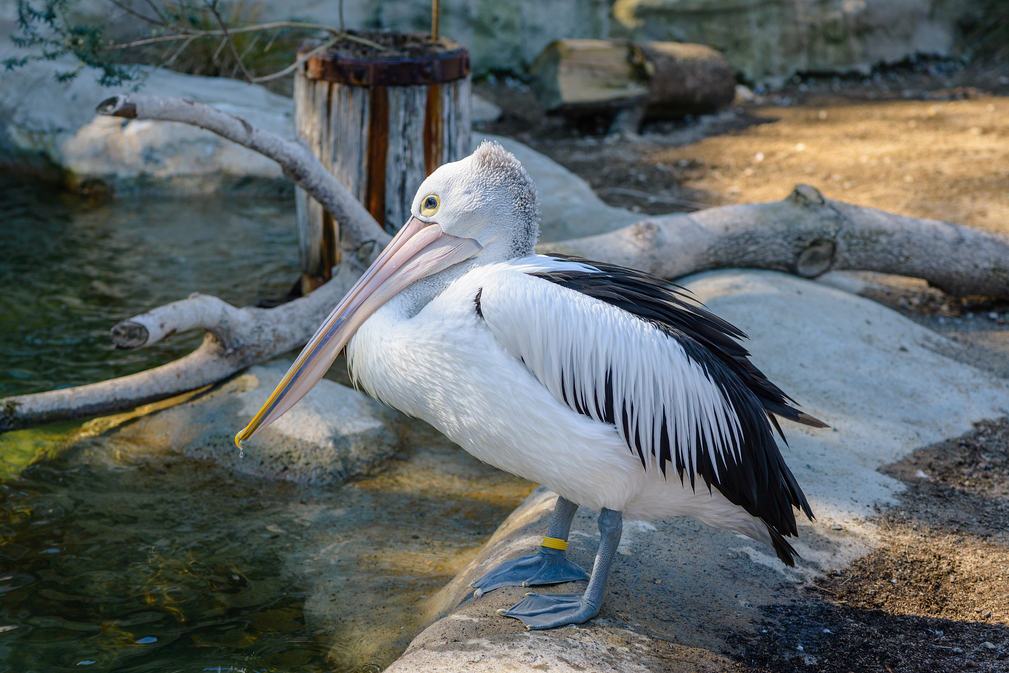 pelican