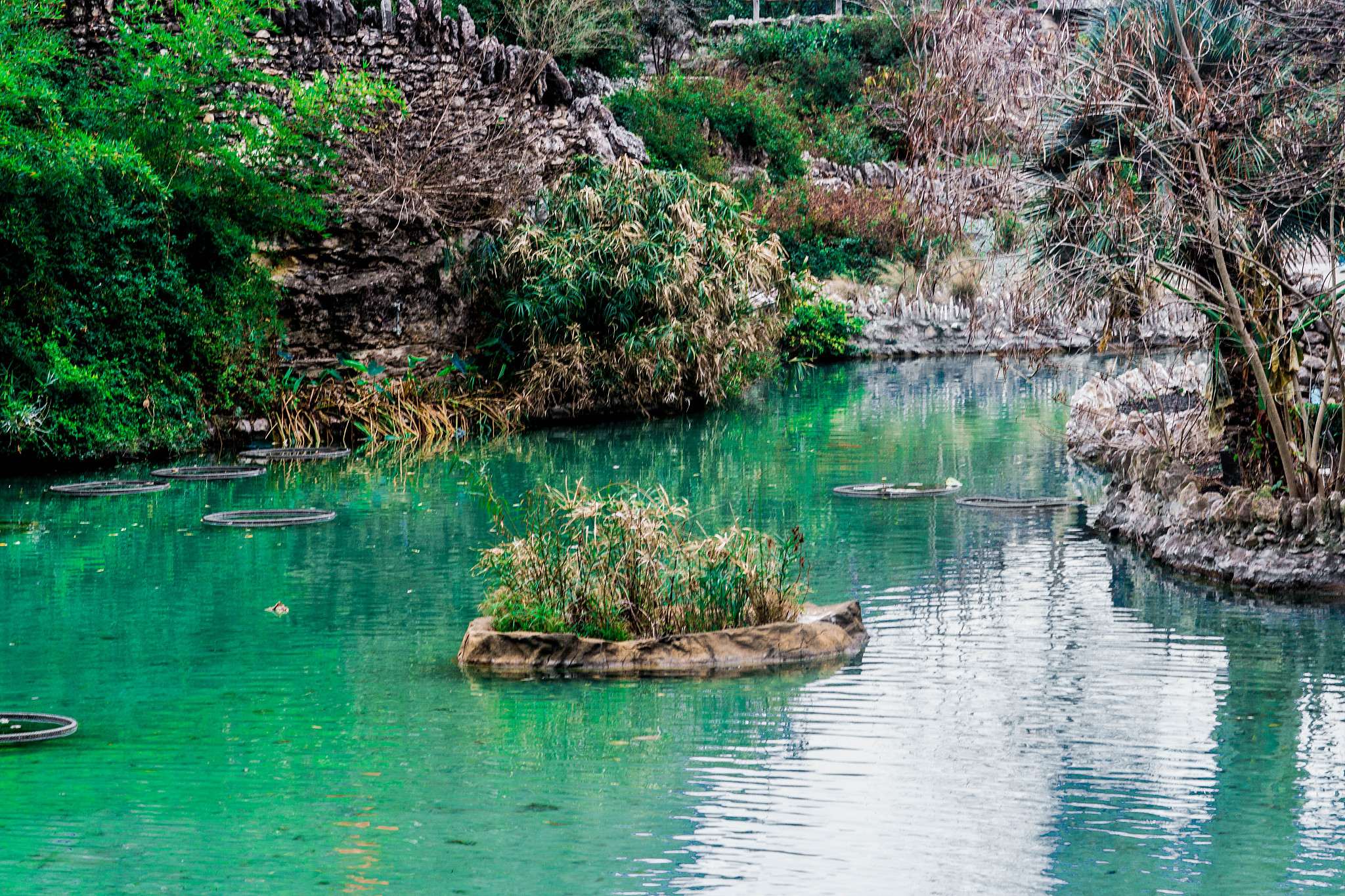 japanese garden