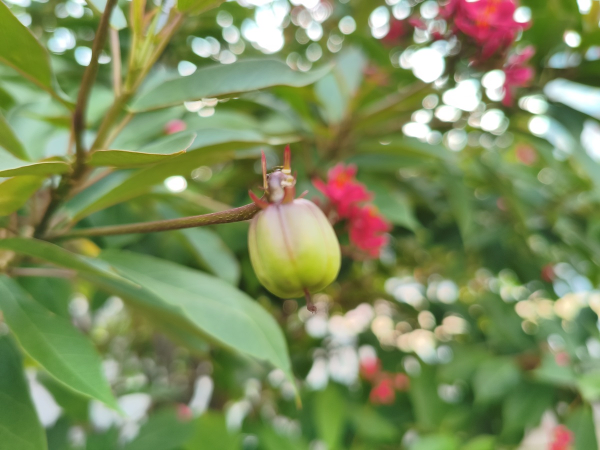 木棉花开的季节是什么时候400字