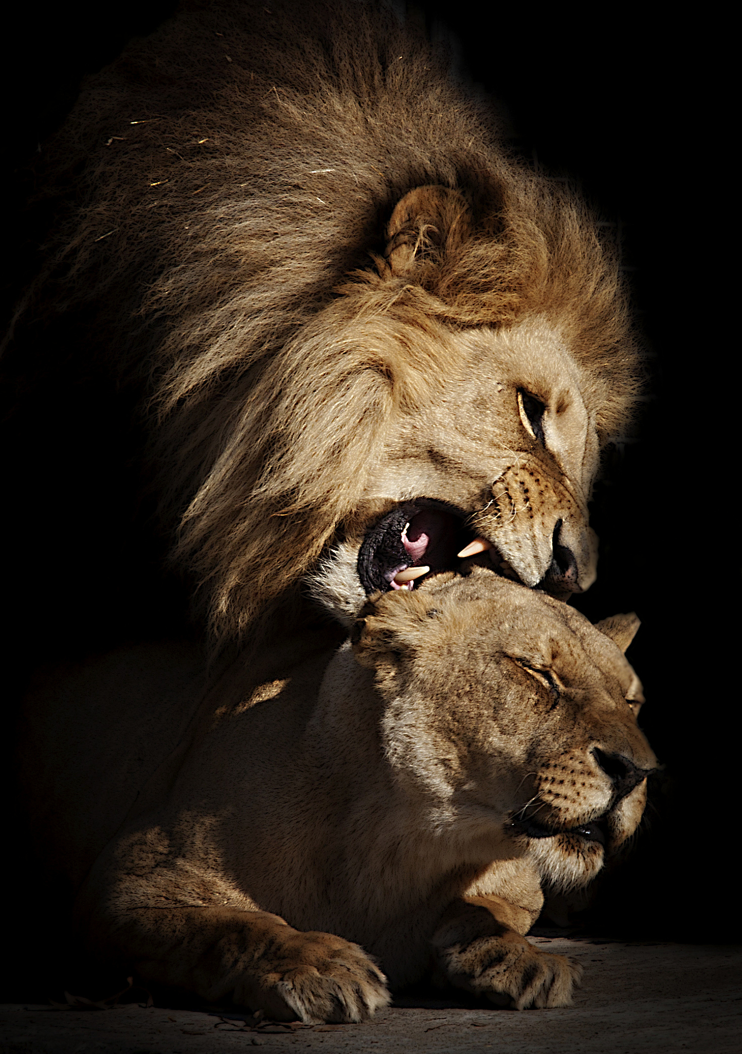 把红烧狮子头翻译成地道英文这是菜肴名称