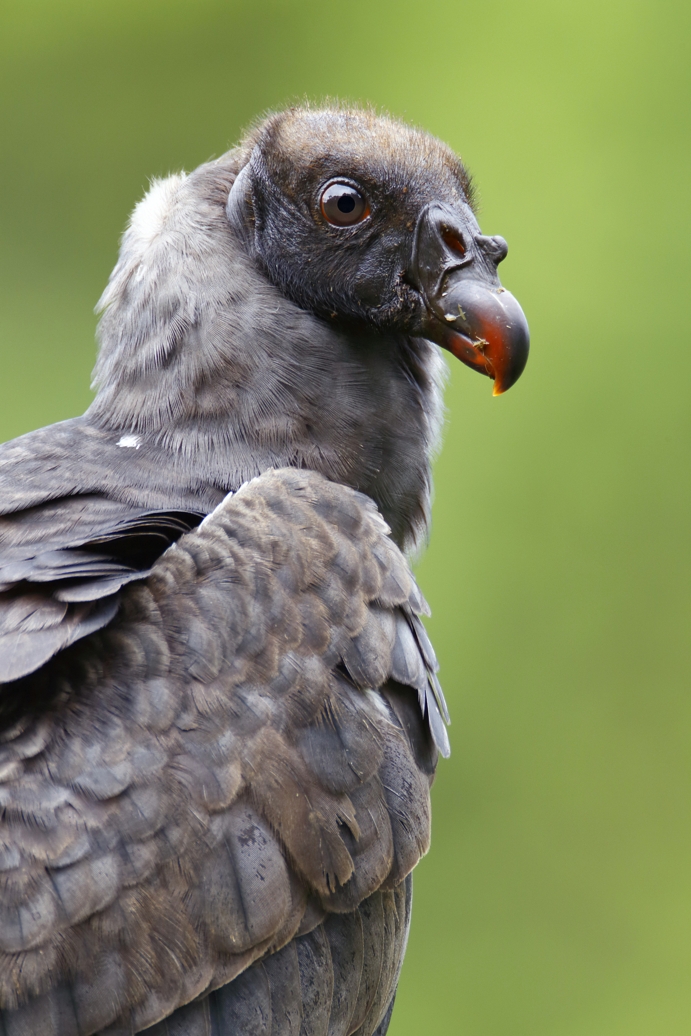 king vulture juvenile