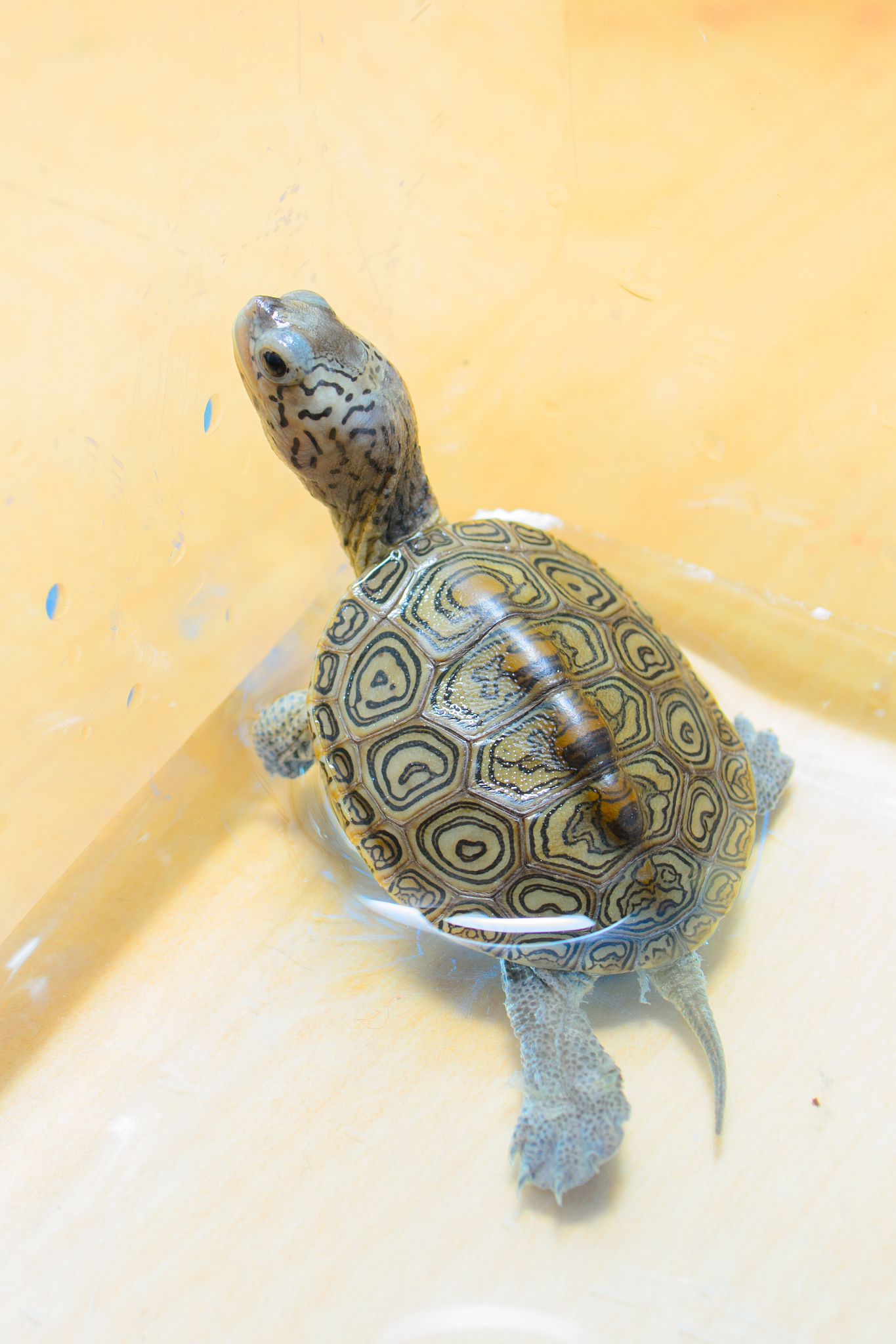 turtle